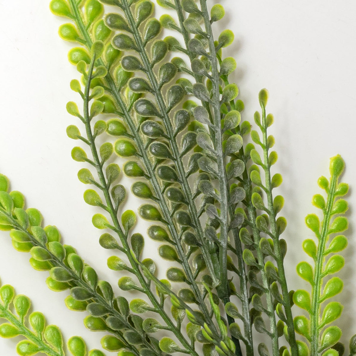 19" Button Fern Leaf Bush: Variegated Green Lifestyle Photo