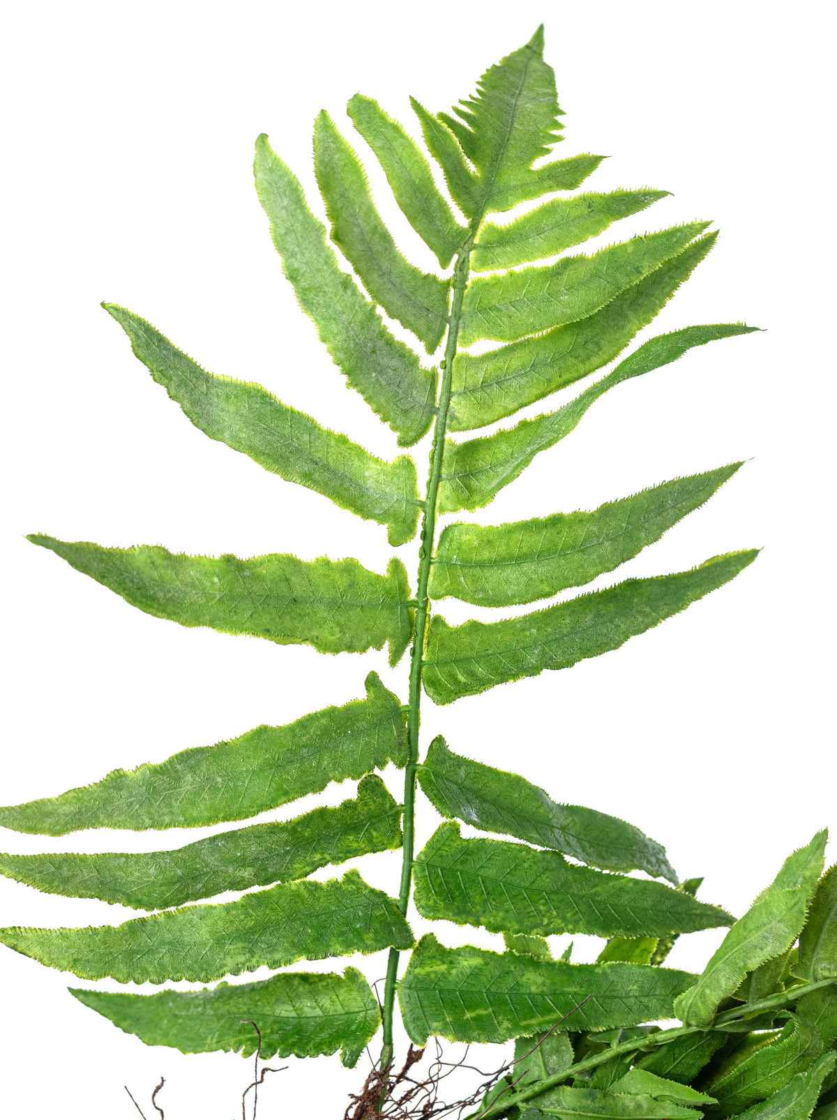 20" Plastic Fern & Frond Bush: Spring Green detail photo 6