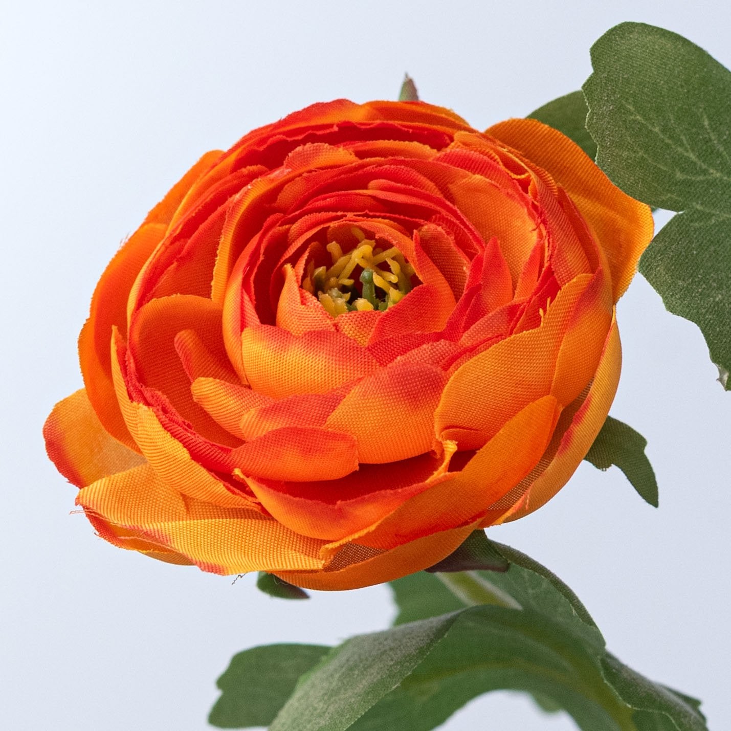 21" Ranunculus Spray: Orange Lifestyle Photo