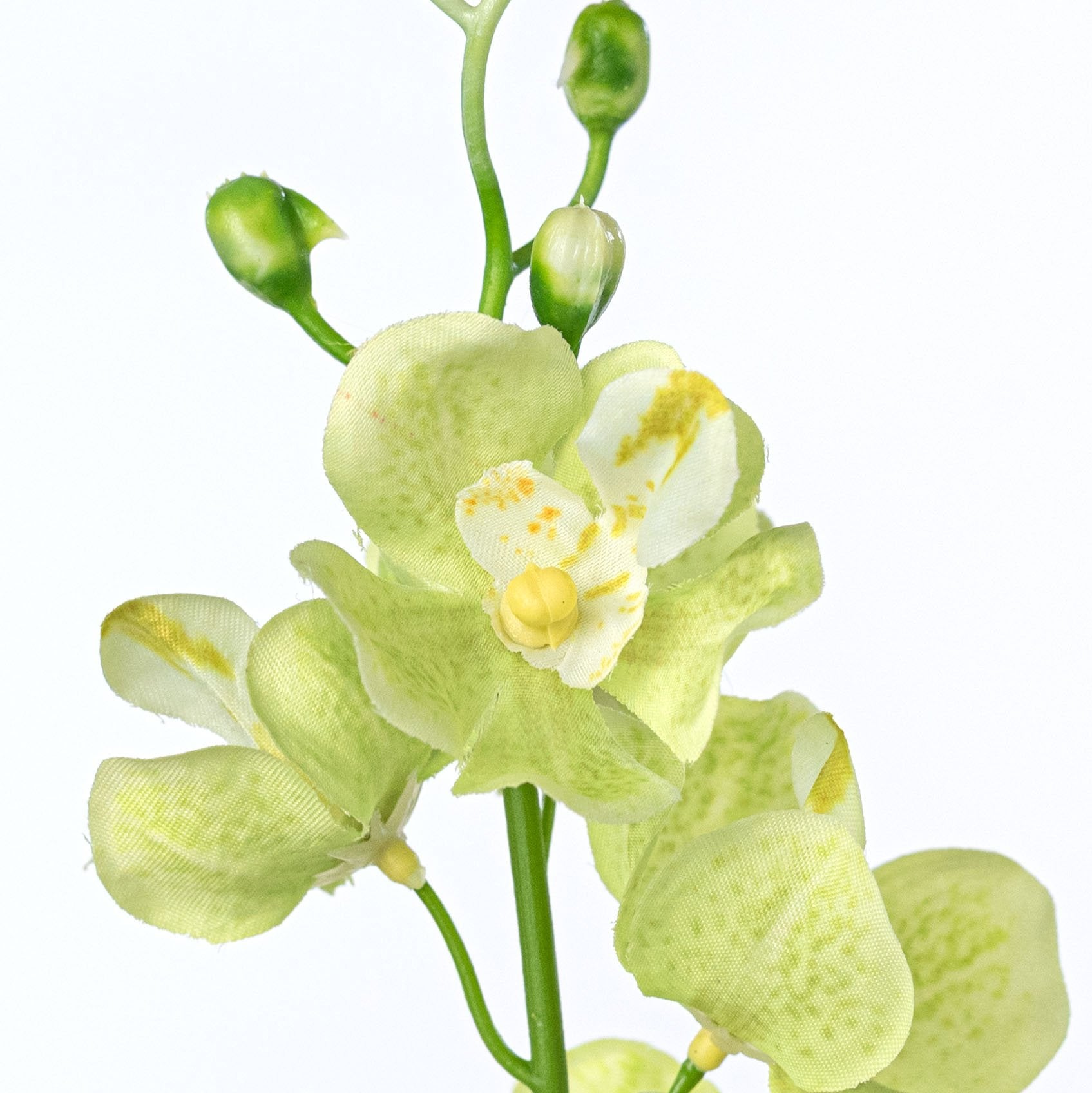 22" Mokara Orchid Stem: Light Green Lifestyle Photo