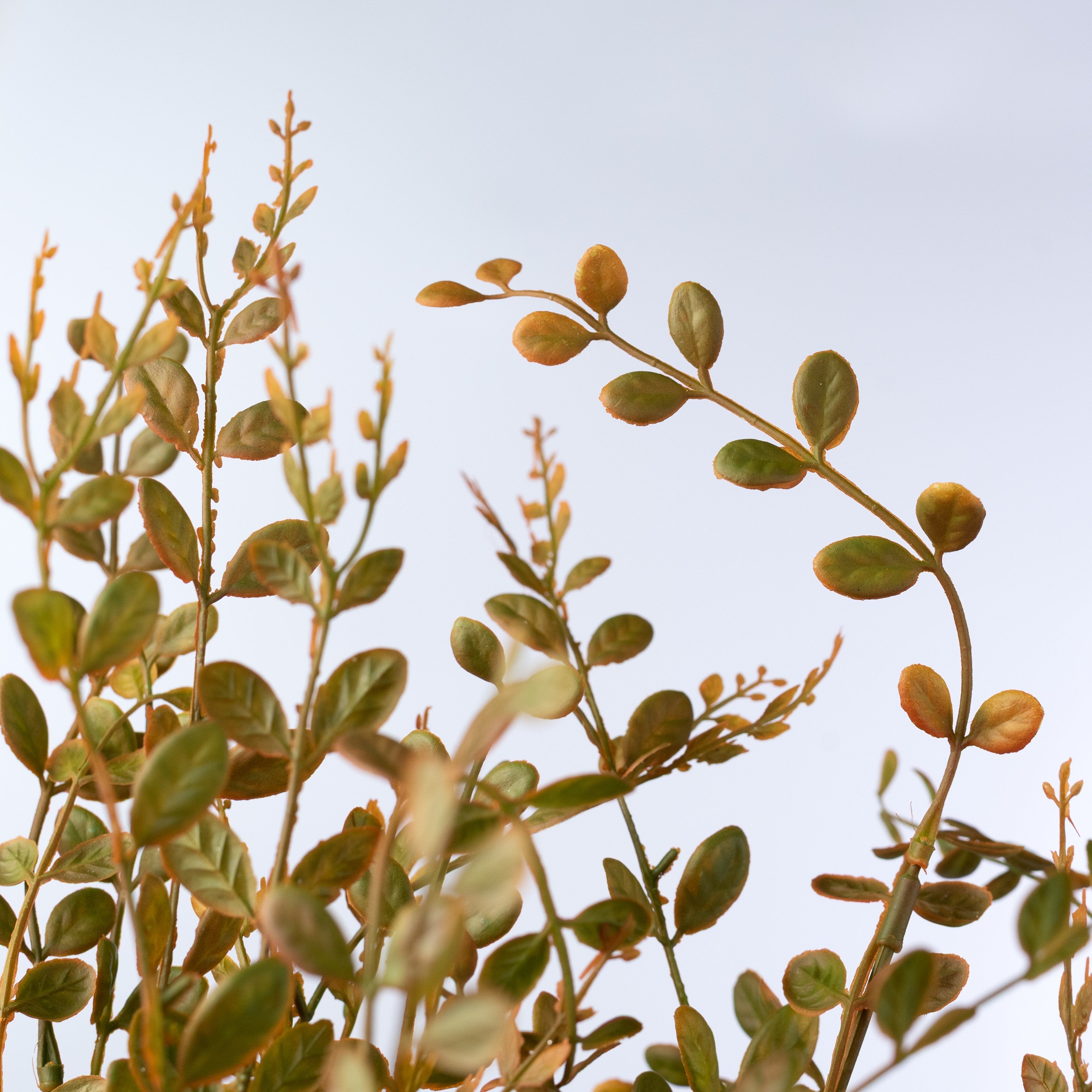 22" Plastic Boxwood Bush: Fall Mix Lifestyle Photo