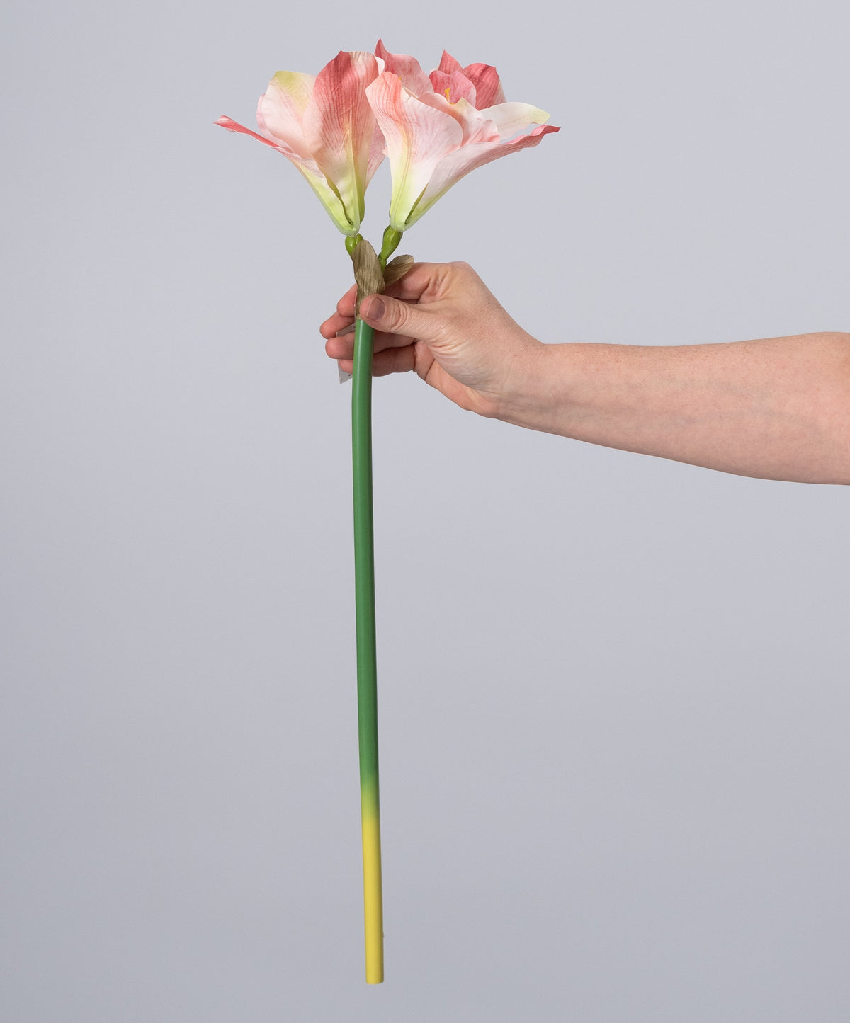 23" Artificial Amaryllis Stem: Pink & Cream detail photo 3