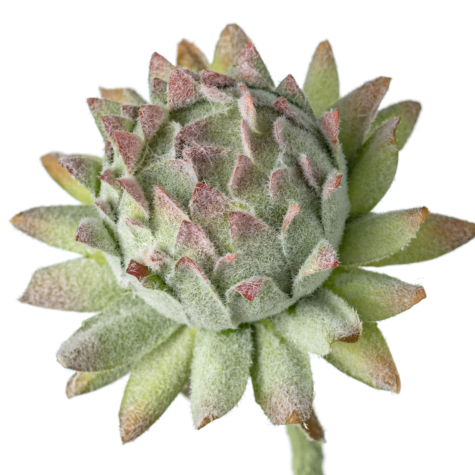 23" Artificial Artichoke Stem Lifestyle Photo