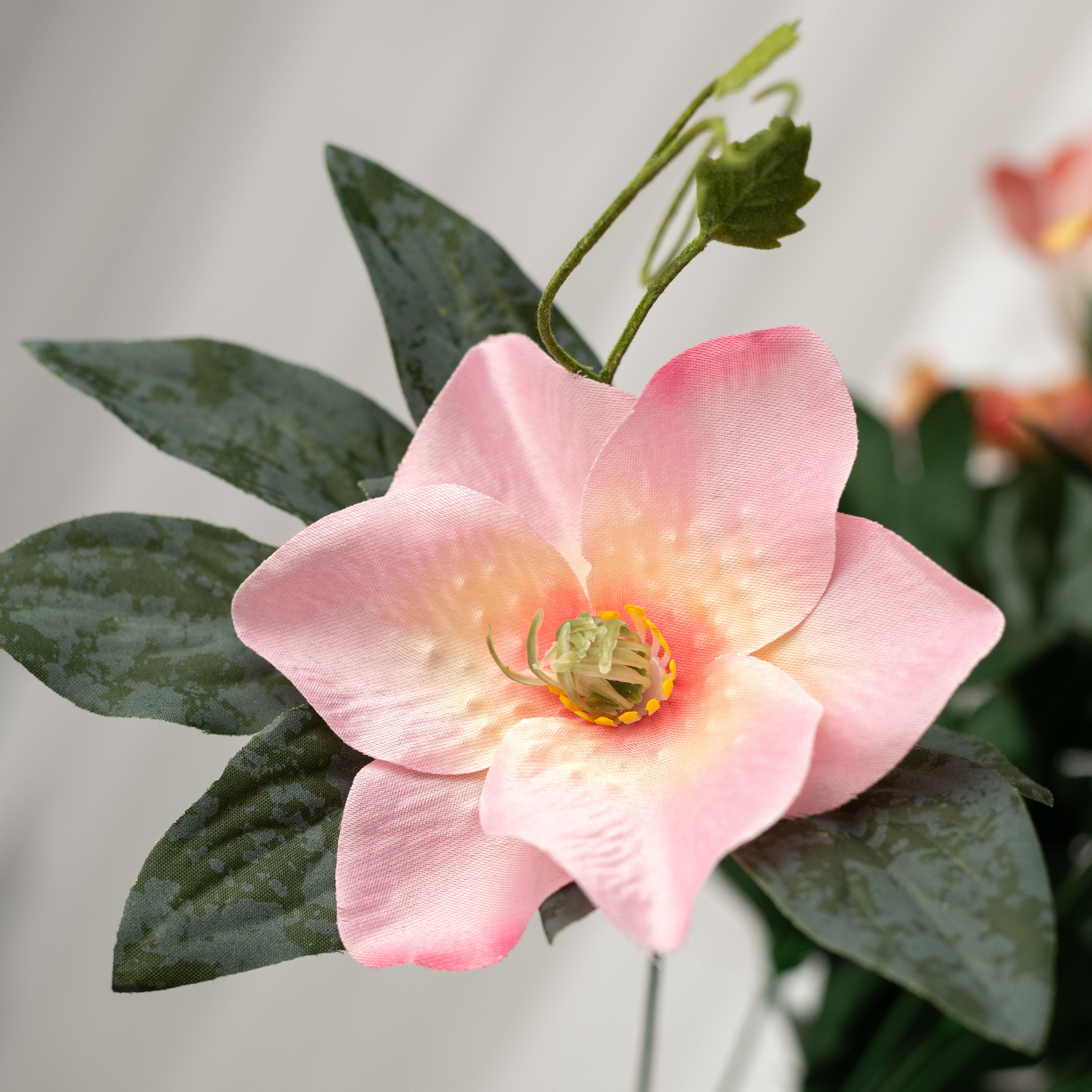 24-dahlia-rose-magnolia-bush-