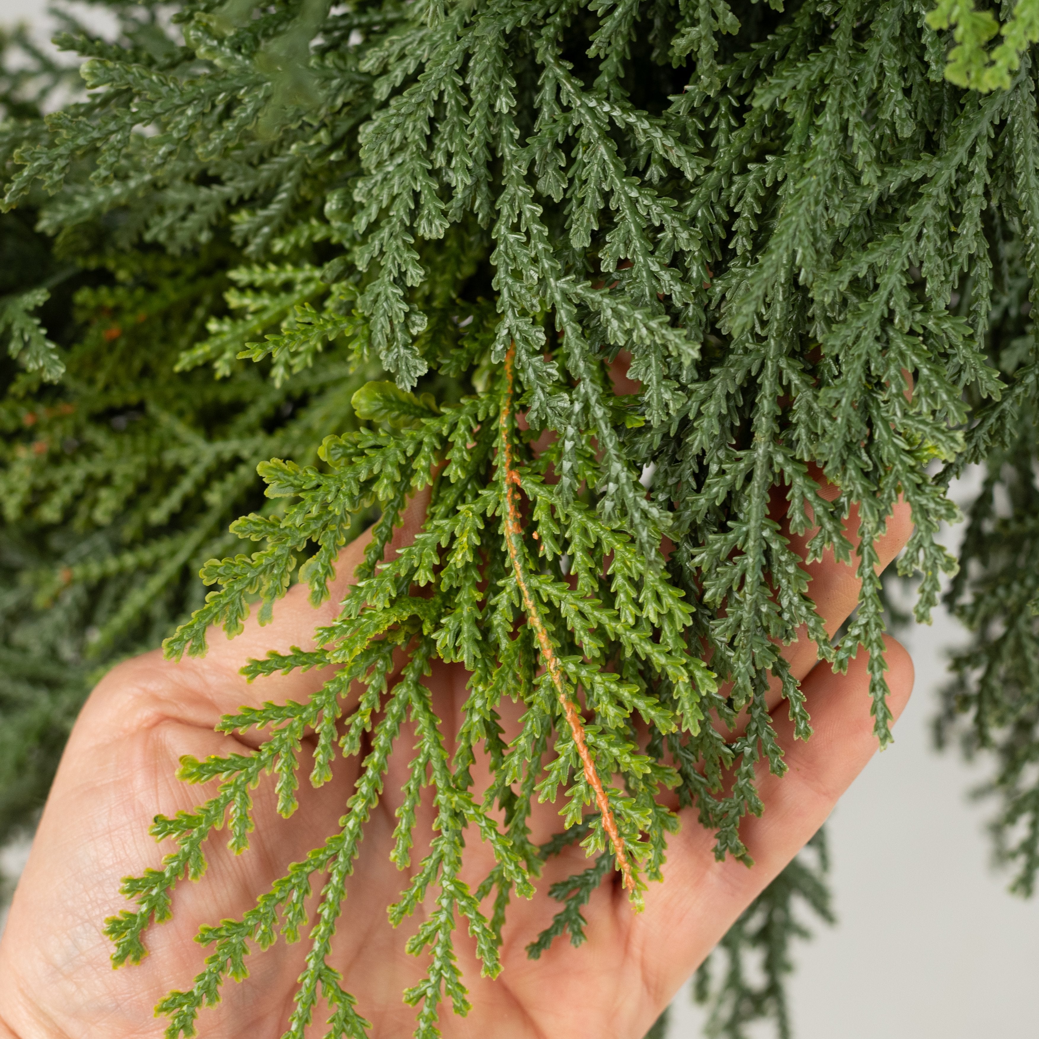 24" Western Cedar Wreath: Green detail photo 3