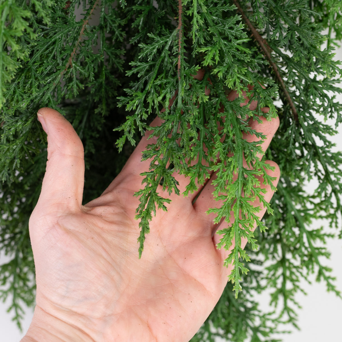 25" Soft Touch Artificial Cypress Teardrop detail photo 3
