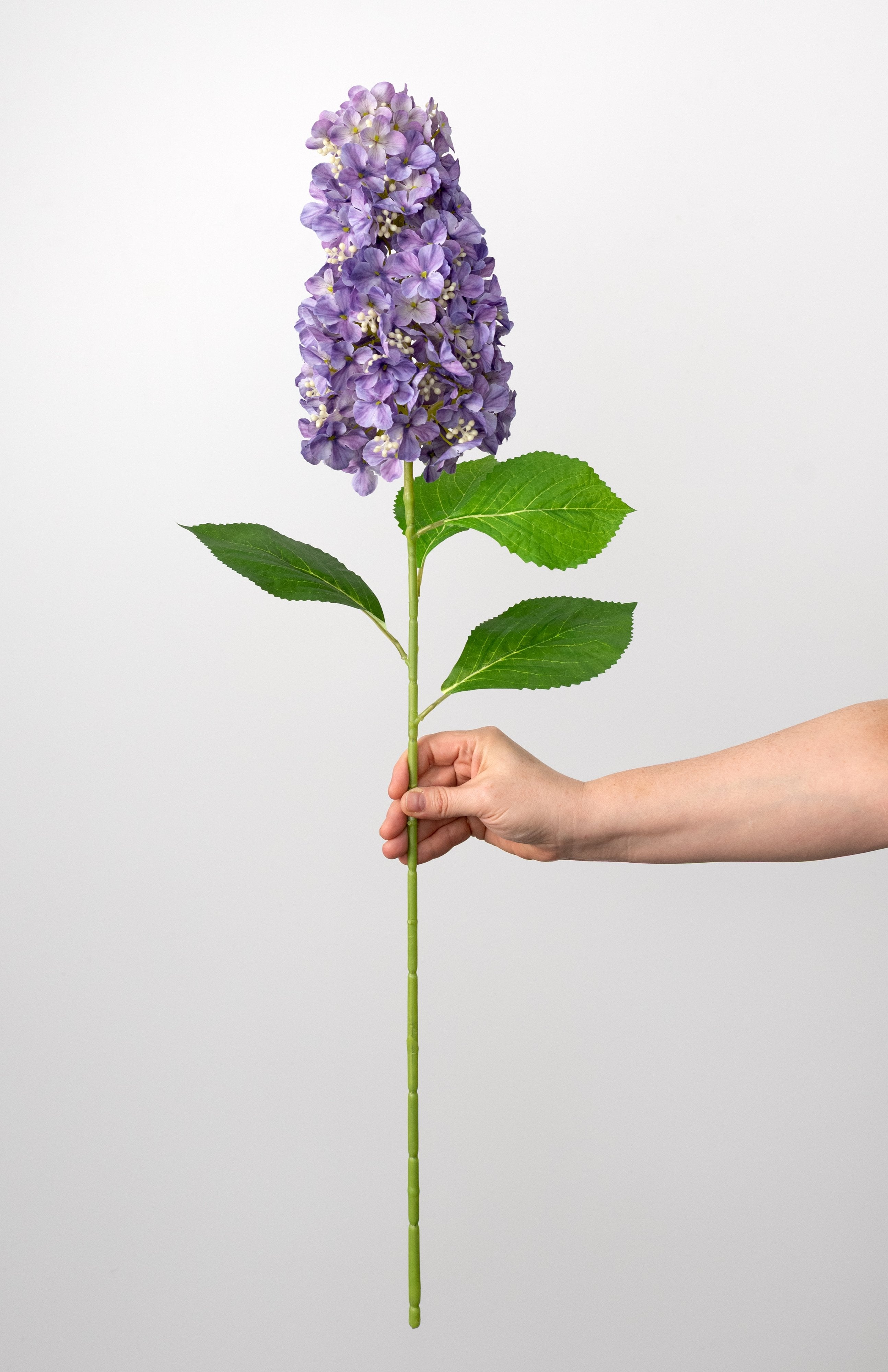 Hydrangea4936　1001 32