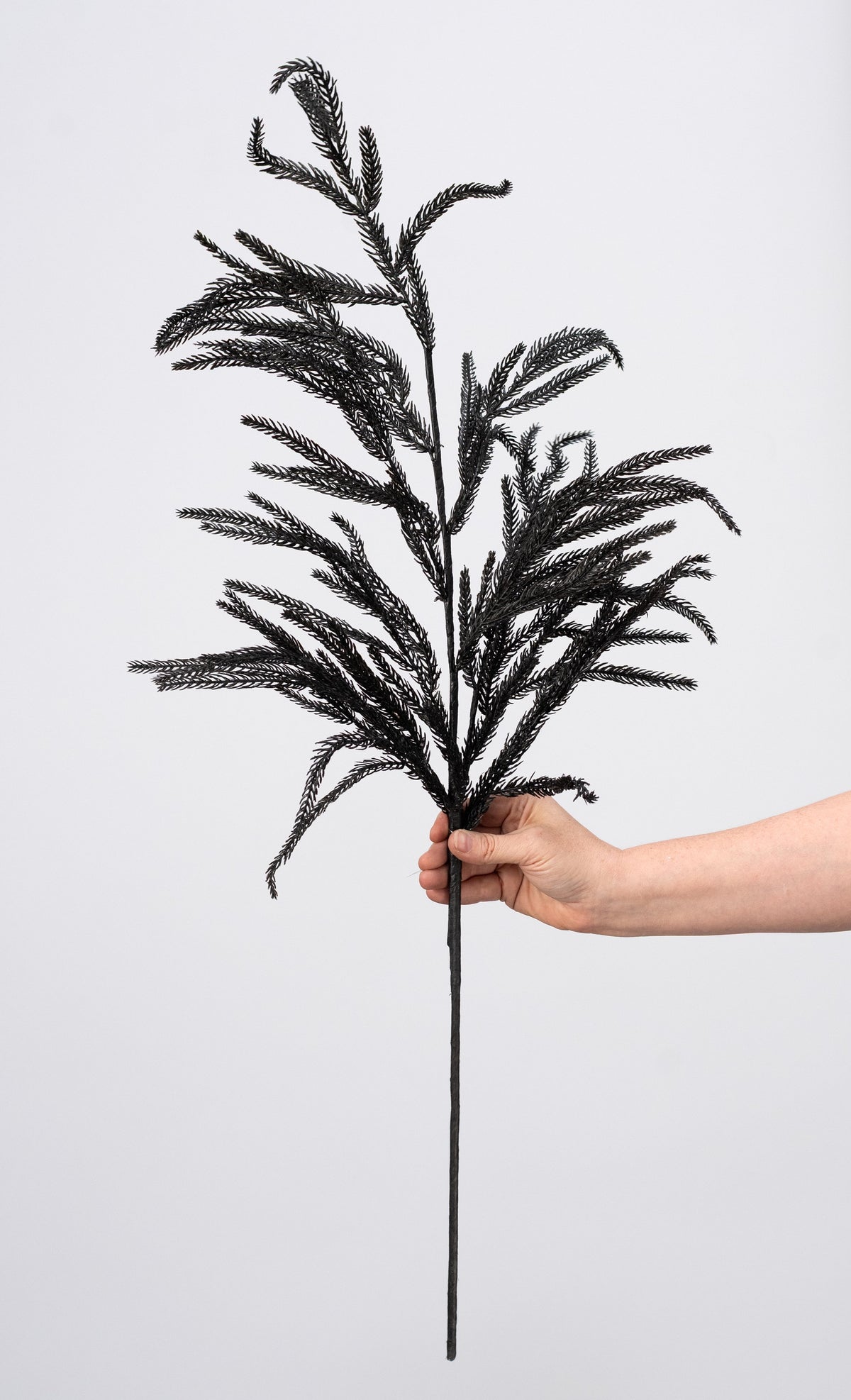 36" Wispy Norfolk Pine Spray: Black detail photo 3