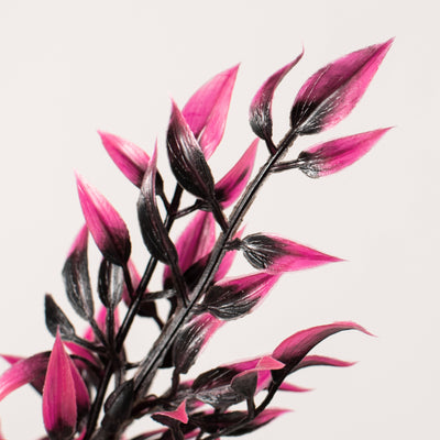 17" Halloween Leaf Bush: Pink & Black