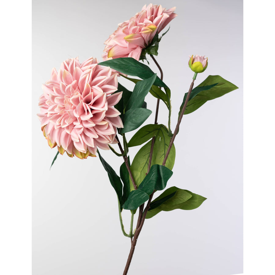 23" Dahlia Bush: Mauve Pink (10 Stem)
