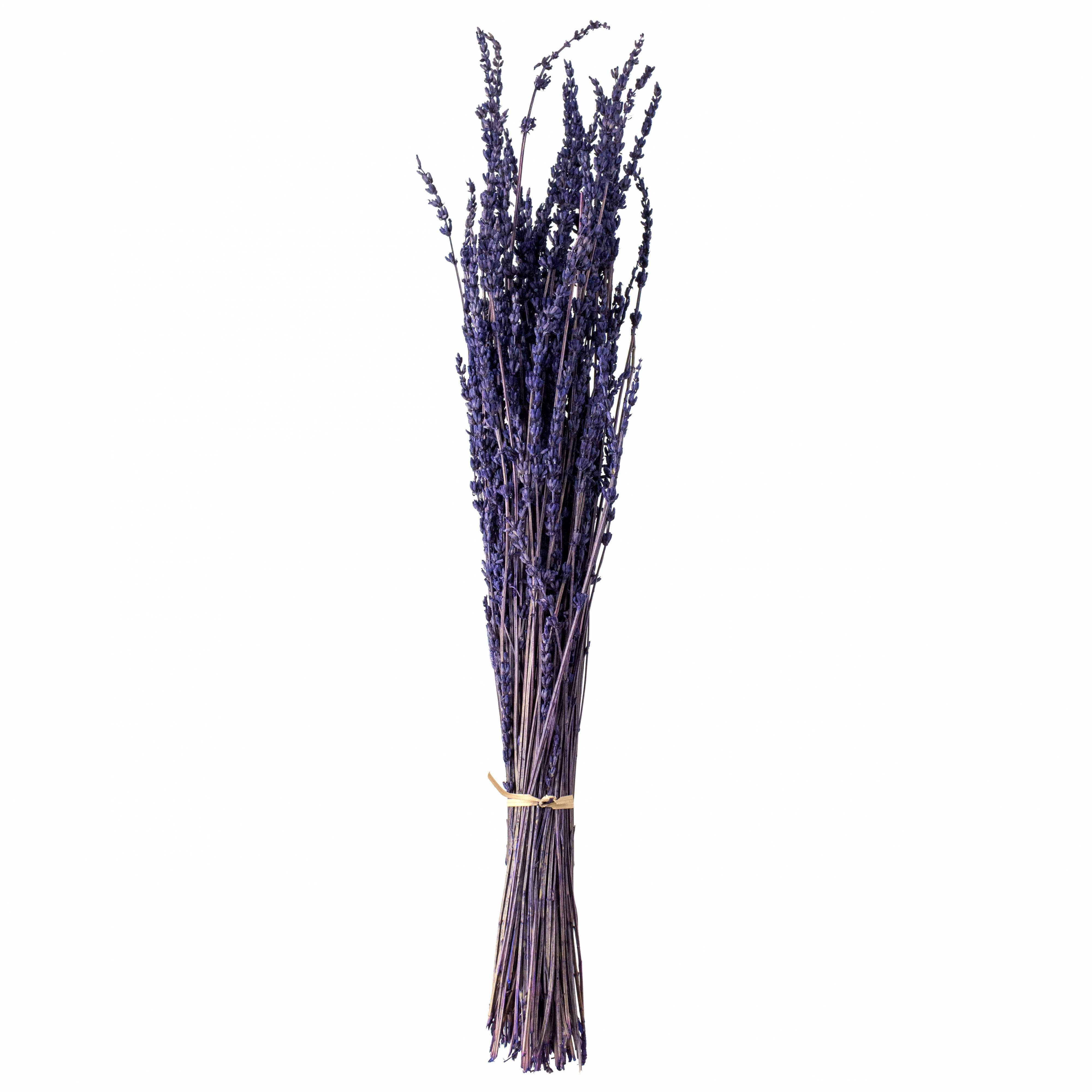 23" Dried English Lavender Bunch