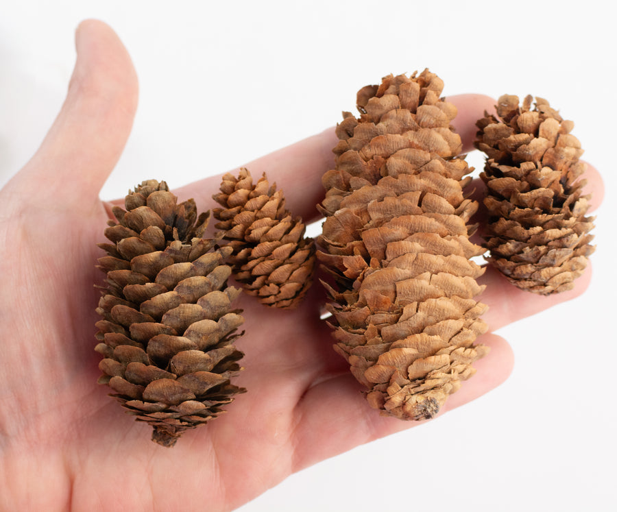Bag Of Dried Pinecones: Natural