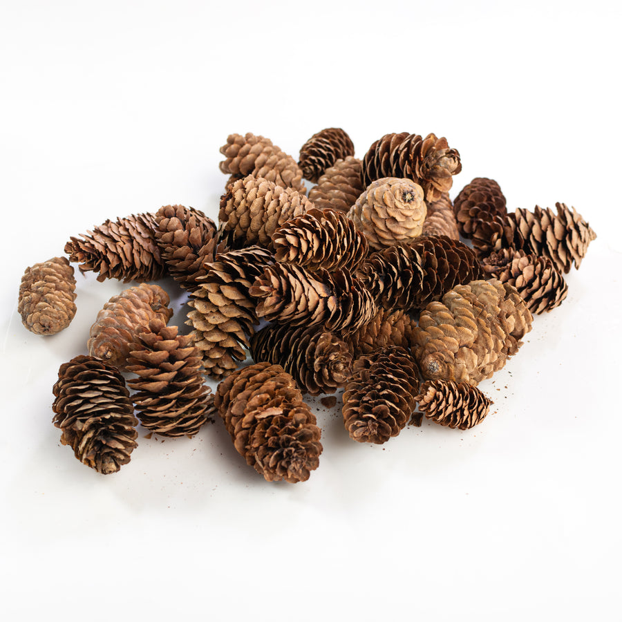 Bag Of Dried Pinecones: Natural