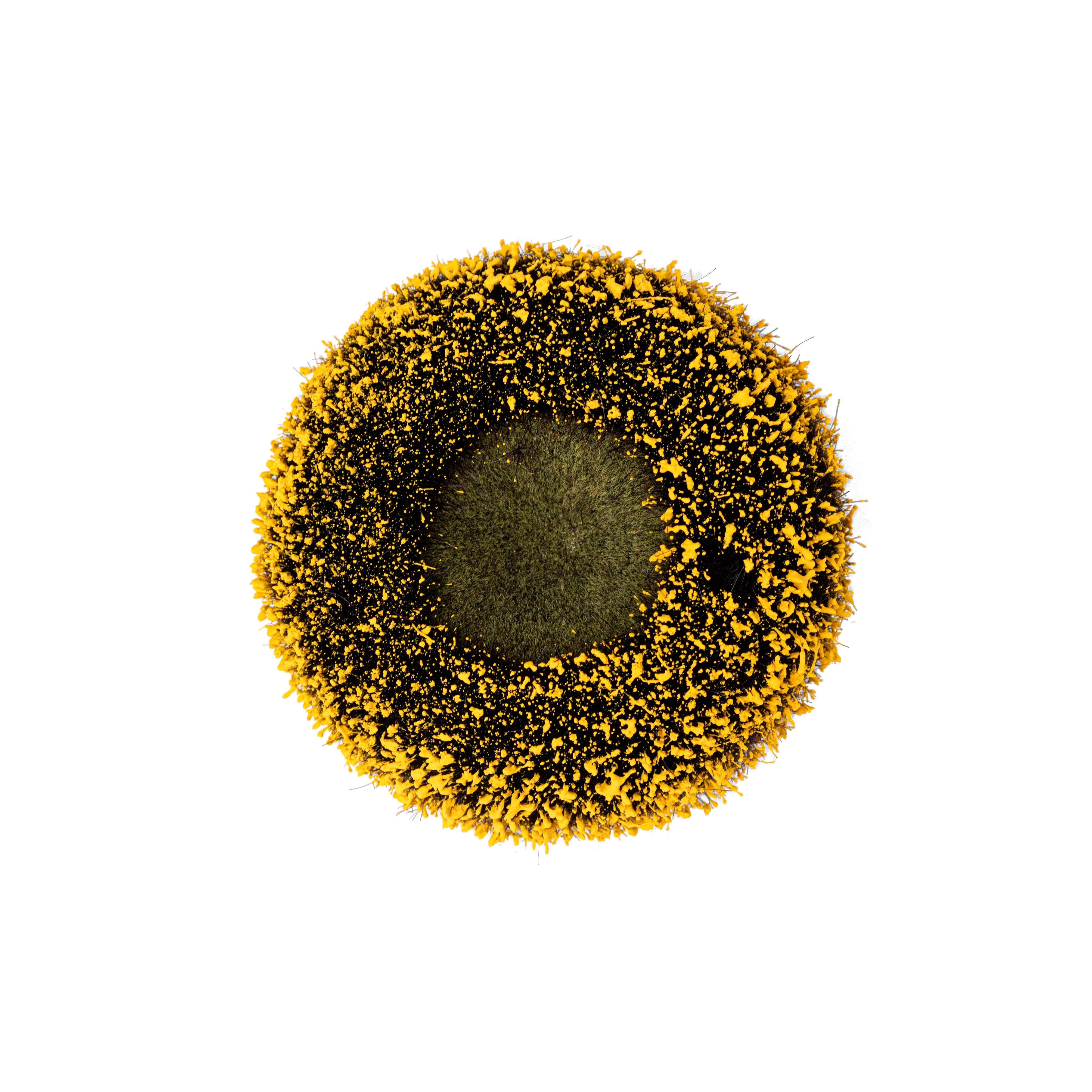 4.25" Sunflower Center: Natural