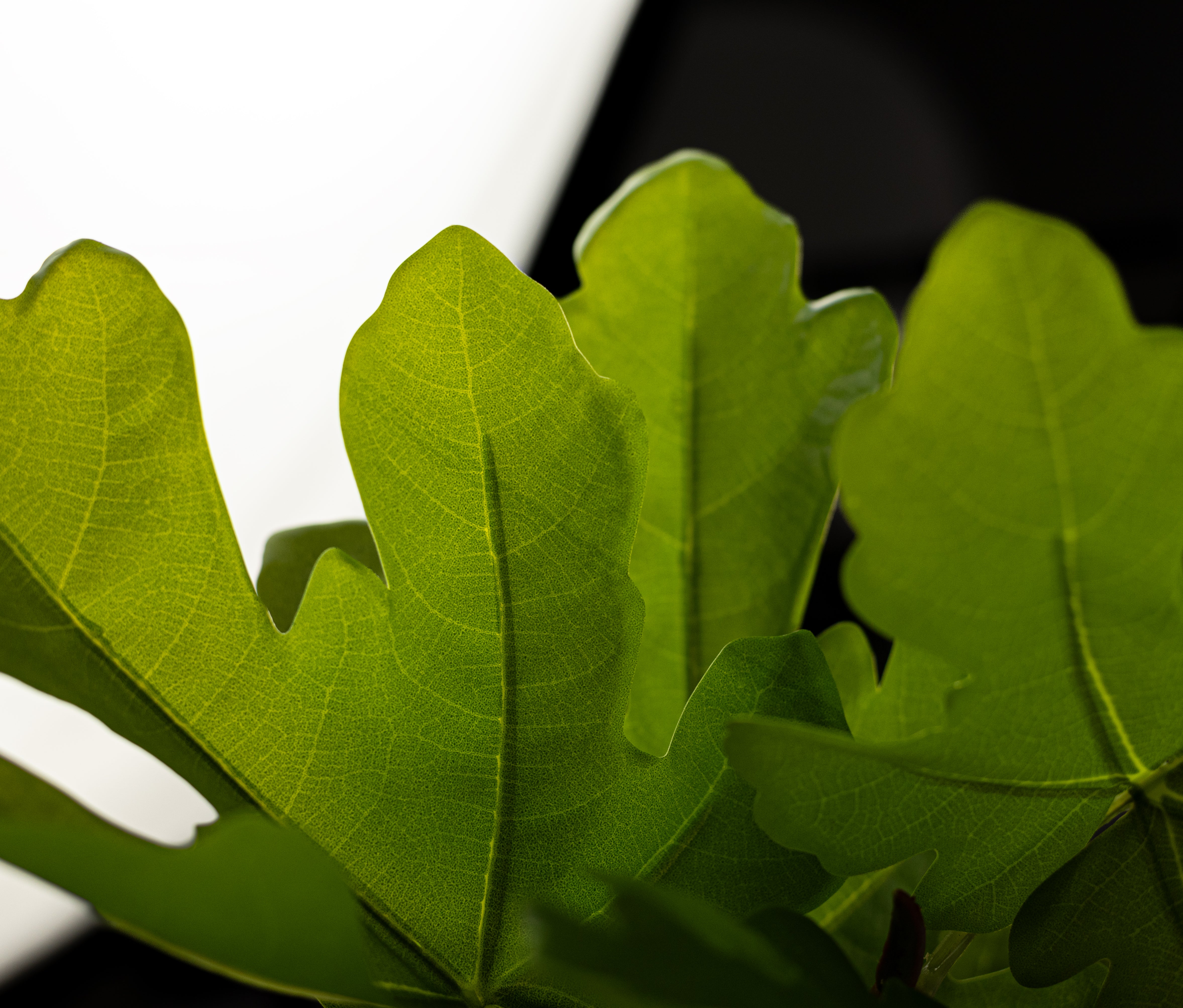 30" Artificial Fig Leaf Branch