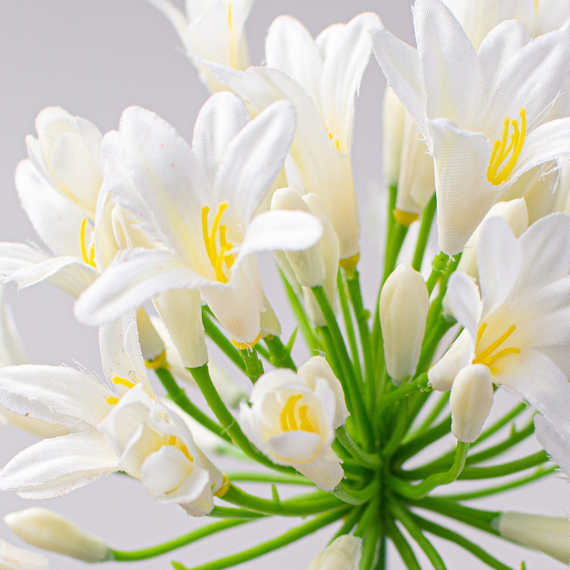 29" Agapanthus Flower Stem: White Lifestyle Photo