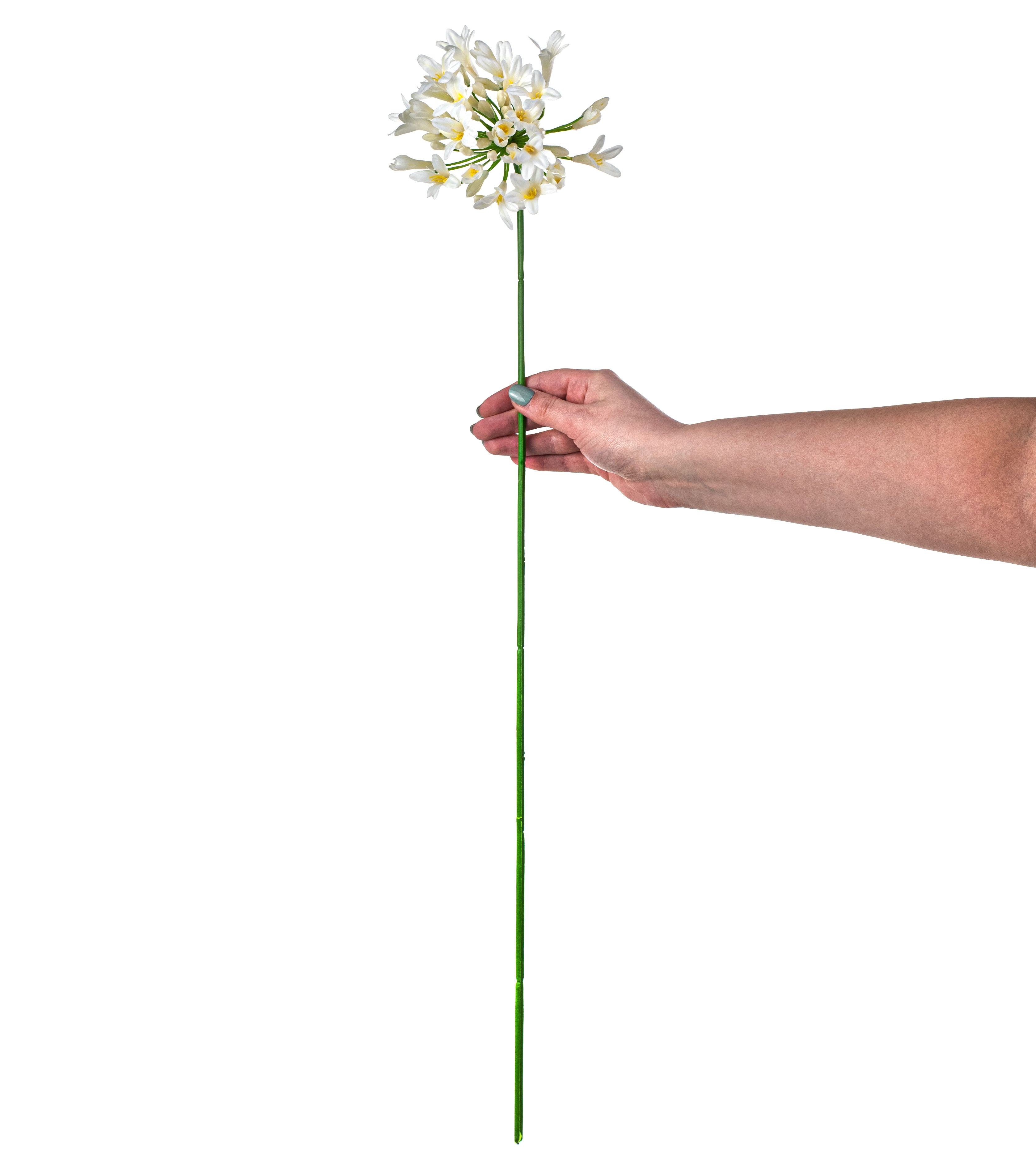 29" Agapanthus Flower Stem: White detail photo 3