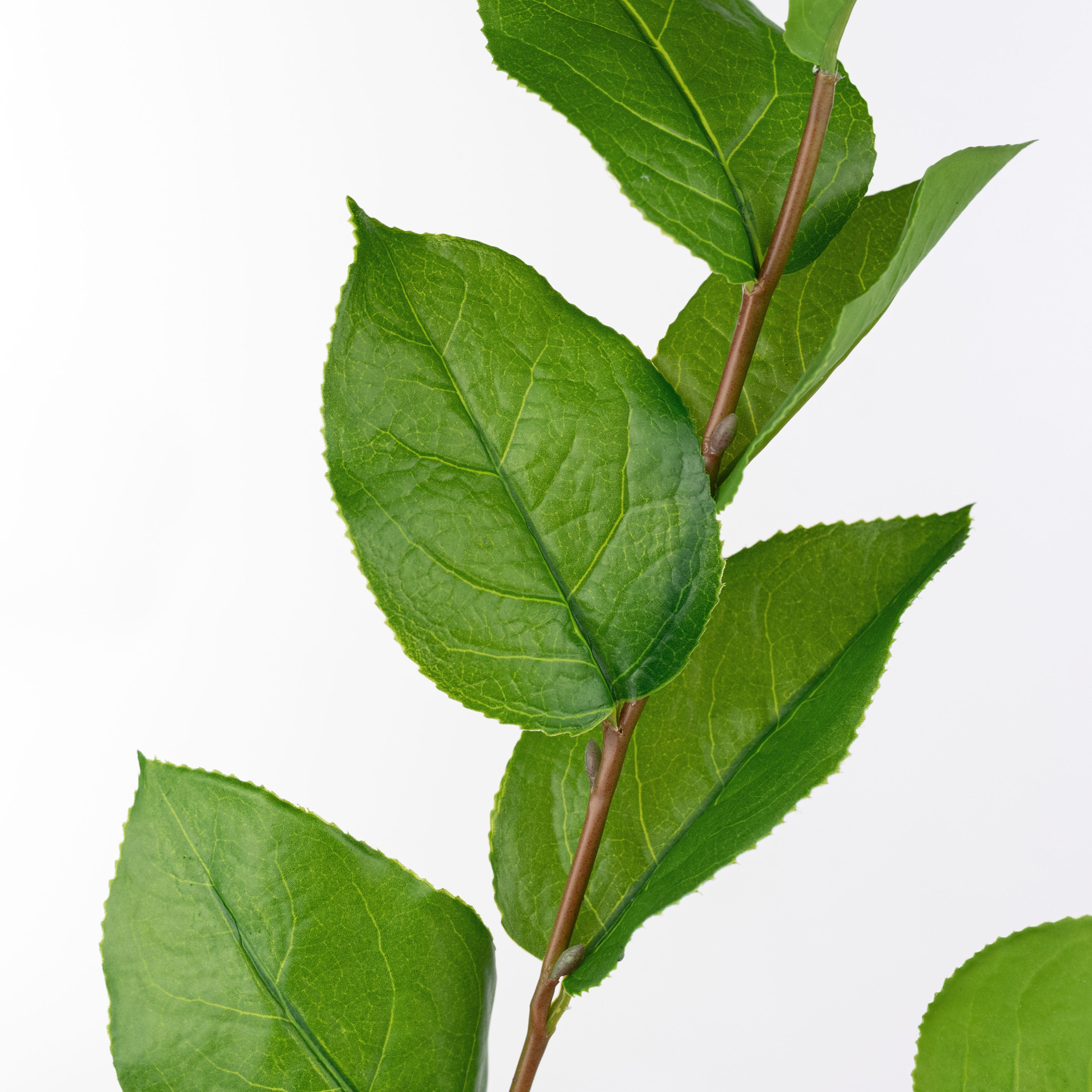 45" Artificial Salal Leaves (Lemon Leaf) Spray Lifestyle Photo