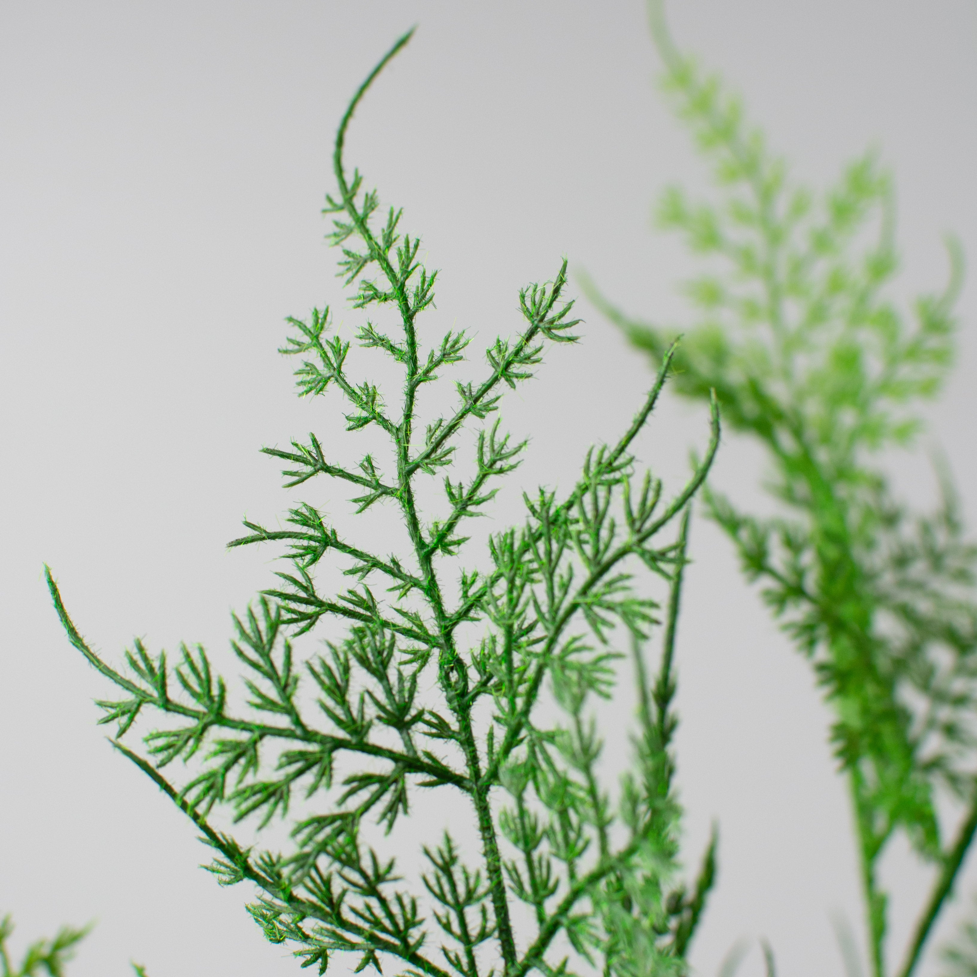 21" Asparagus Fern Bush Lifestyle Photo