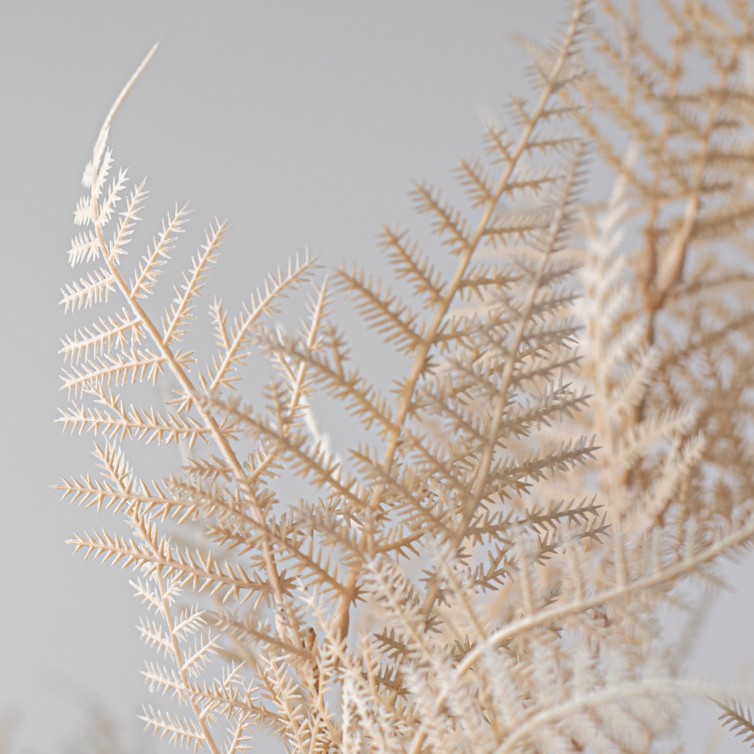18" Asparagus Fern Bush: Cream Lifestyle Photo