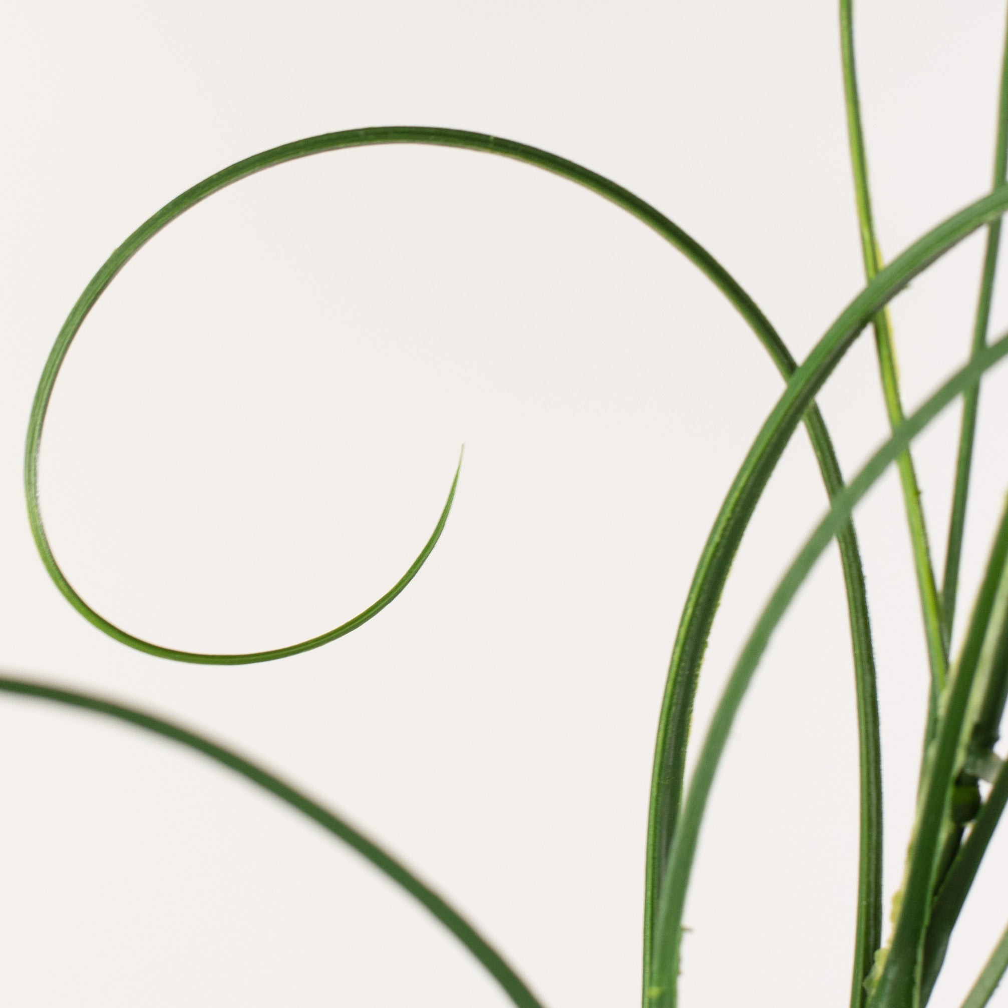 20" Bear Grass Bush detail photo 5