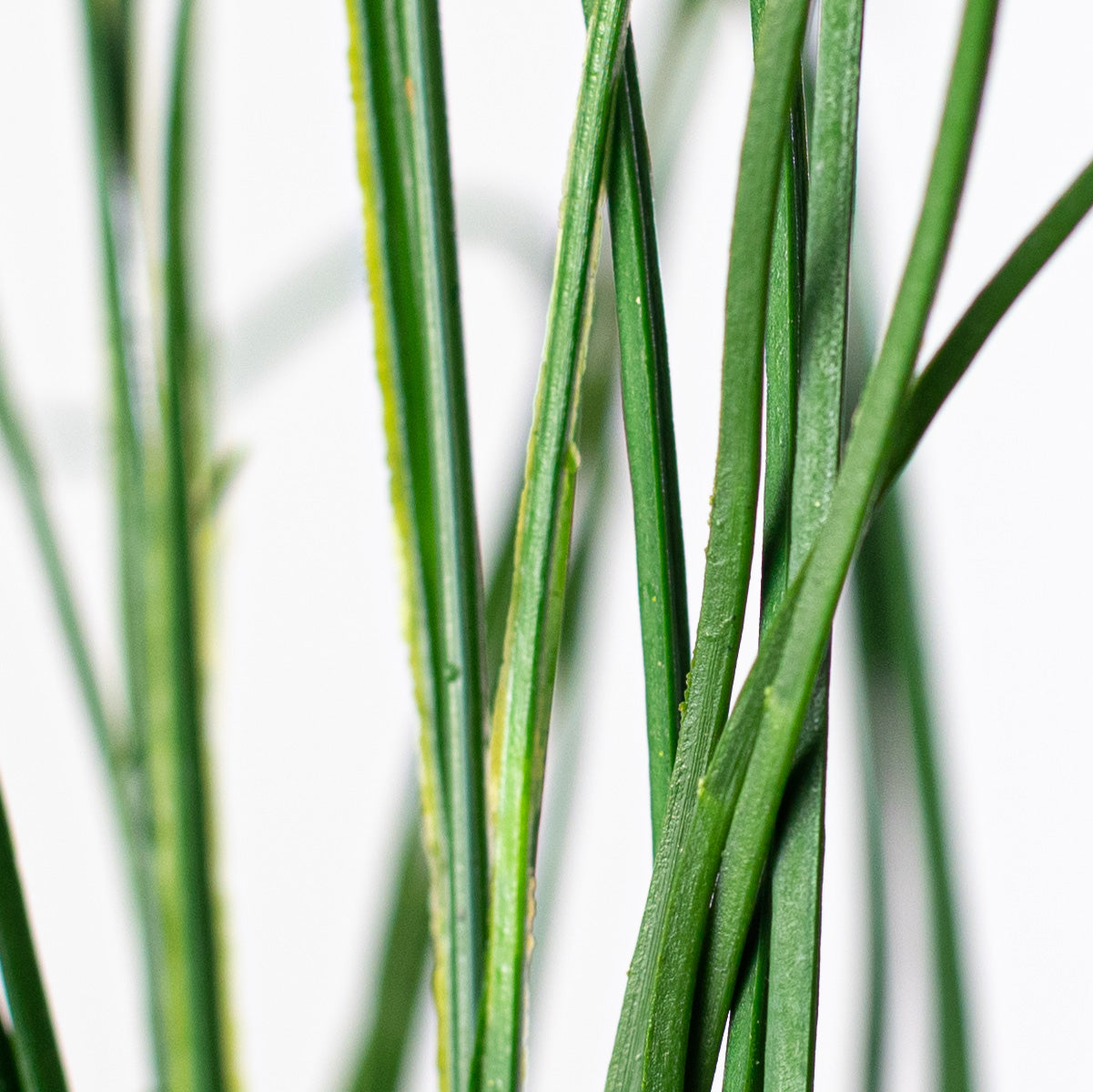 20" Bear Grass Bush detail photo 6