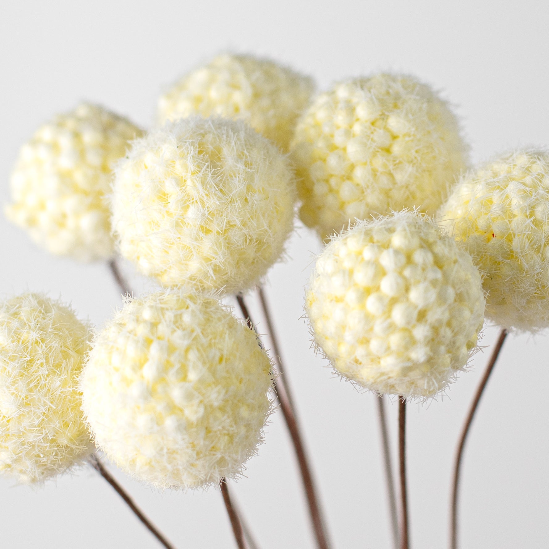 16" Billy Ball Bunch: Cream Lifestyle Photo