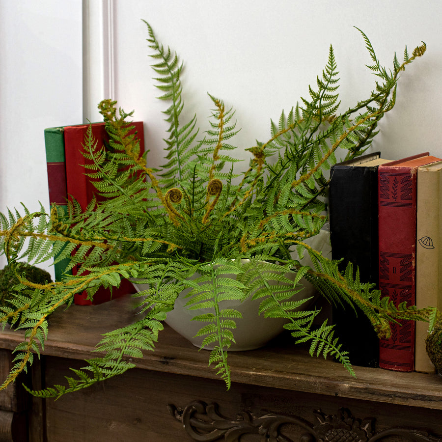 20" Boston Fern Bush Lifestyle Photo