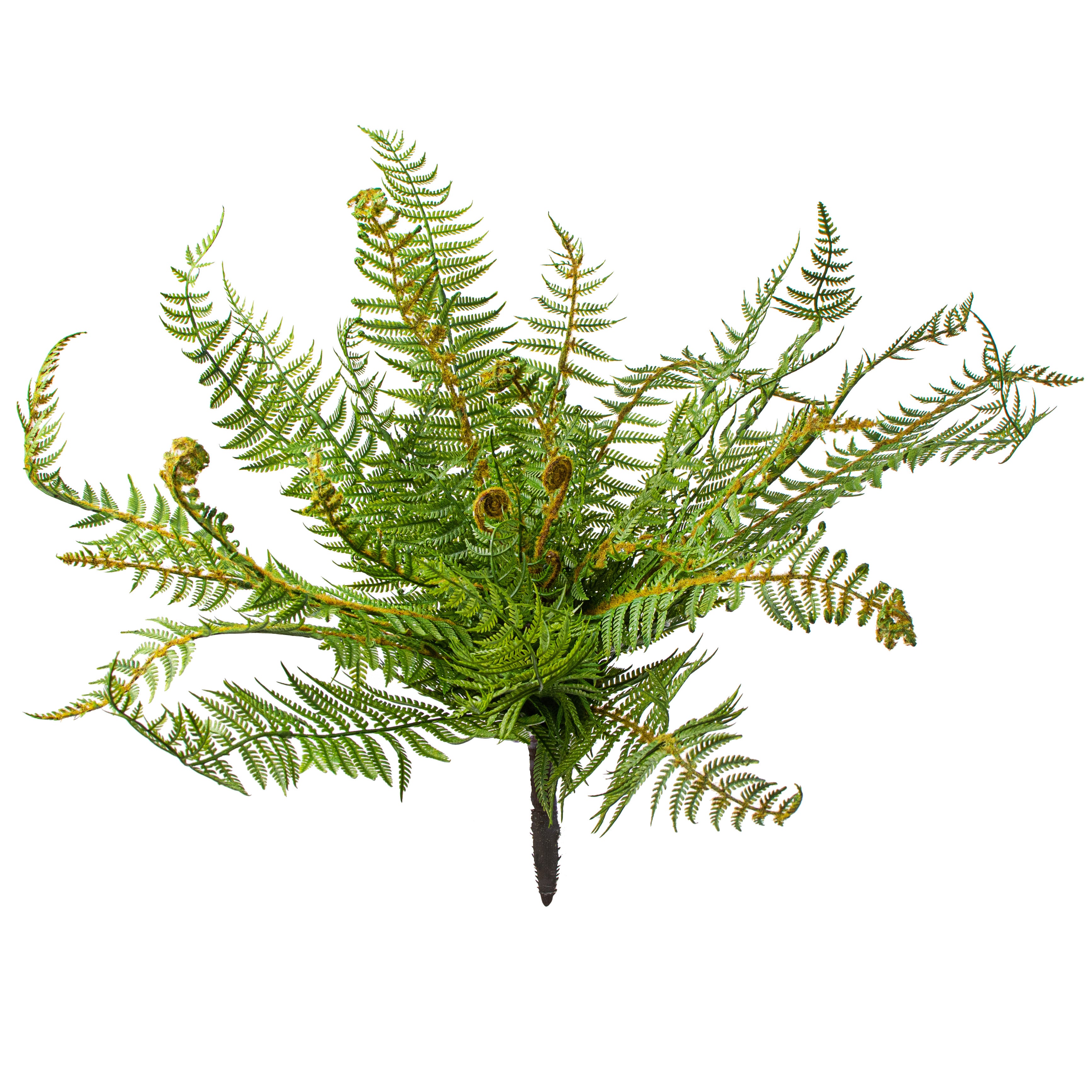 20" Boston Fern Bush Item Number: 244550