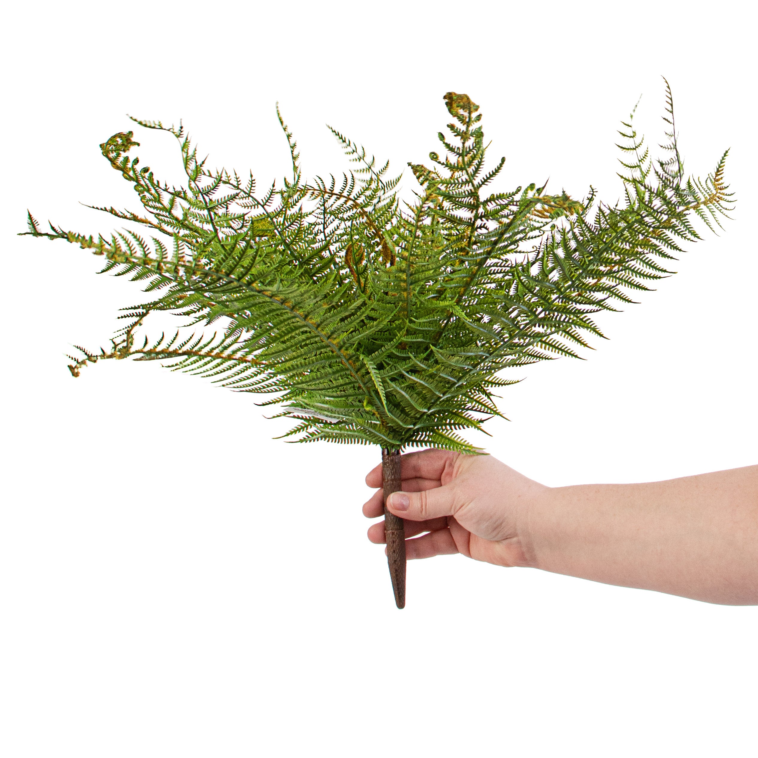 20" Boston Fern Bush detail photo 3