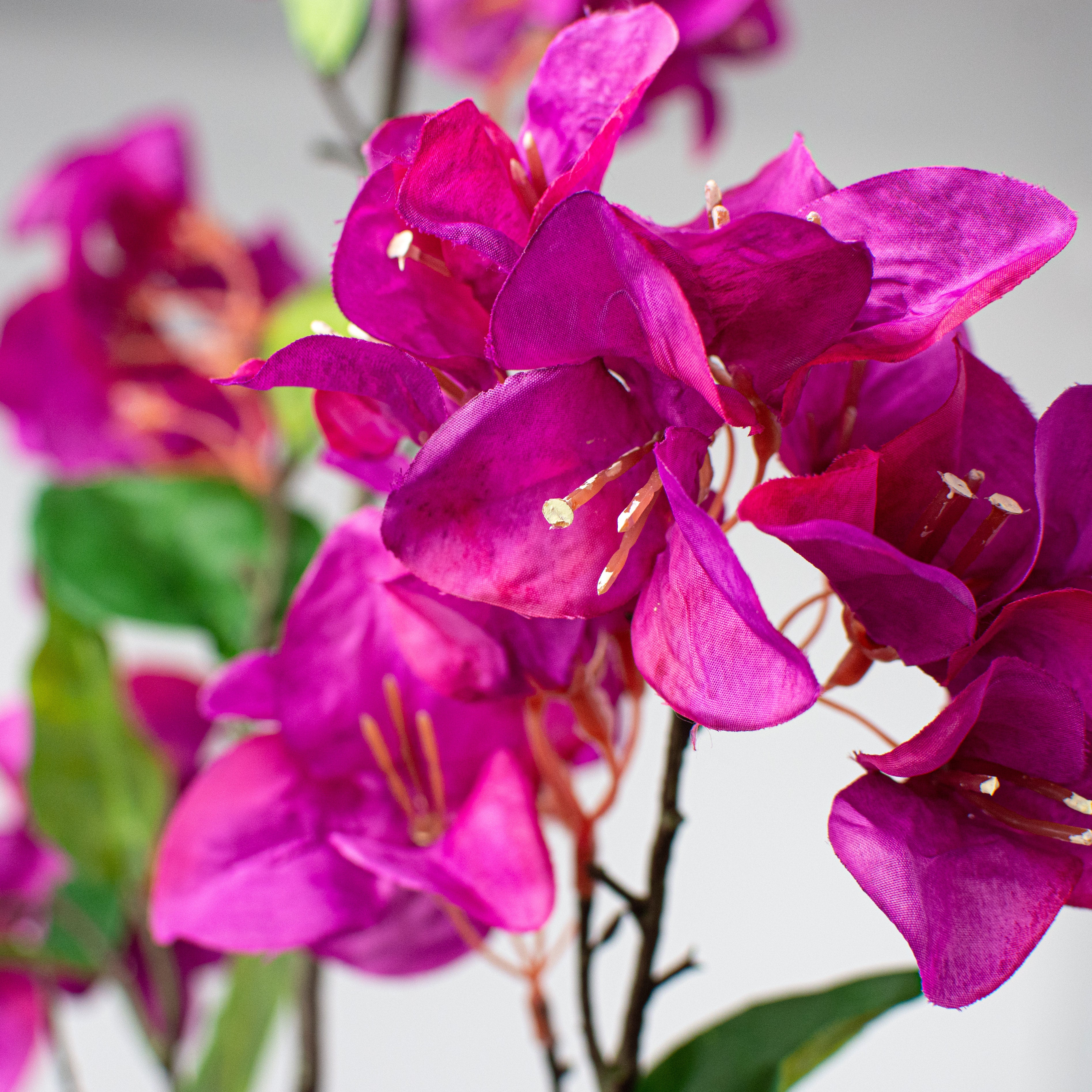 54" Bougainvillea Spray: Dark Fuchsia Lifestyle Photo