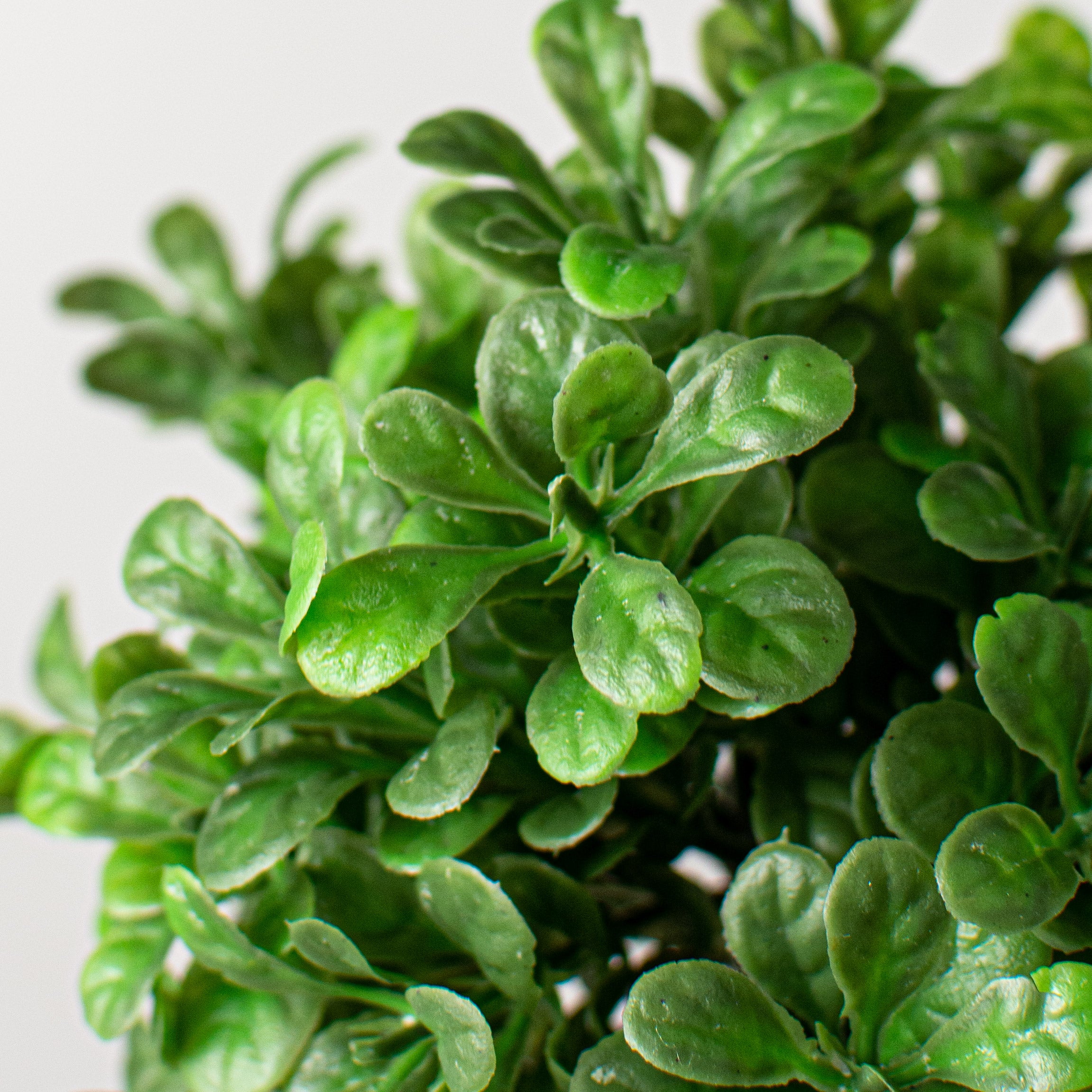 9'' Boxwood Bush Lifestyle Photo