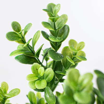 18" Boxwood Bush Lifestyle Photo