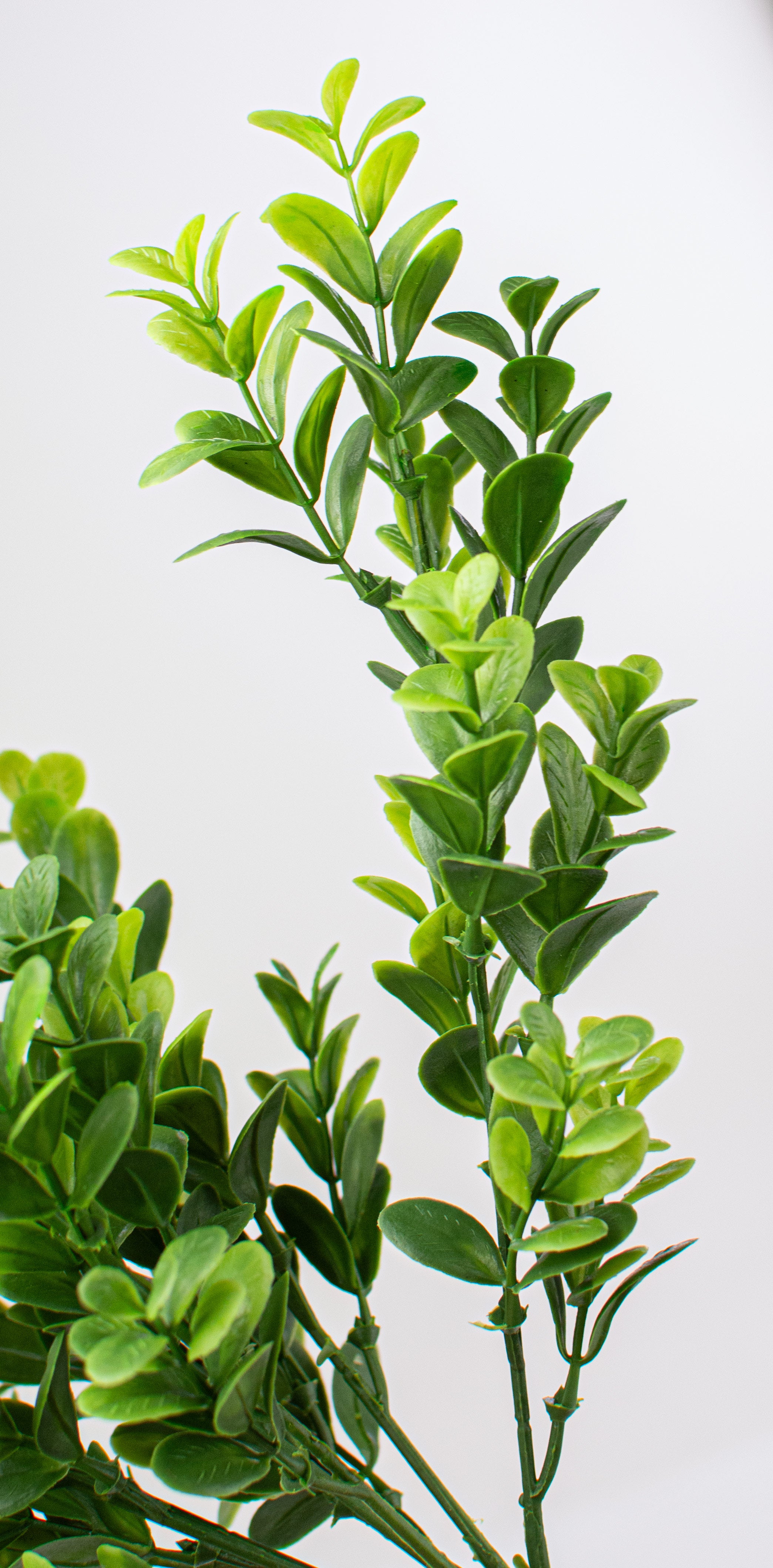 18" Boxwood Bush detail photo 4