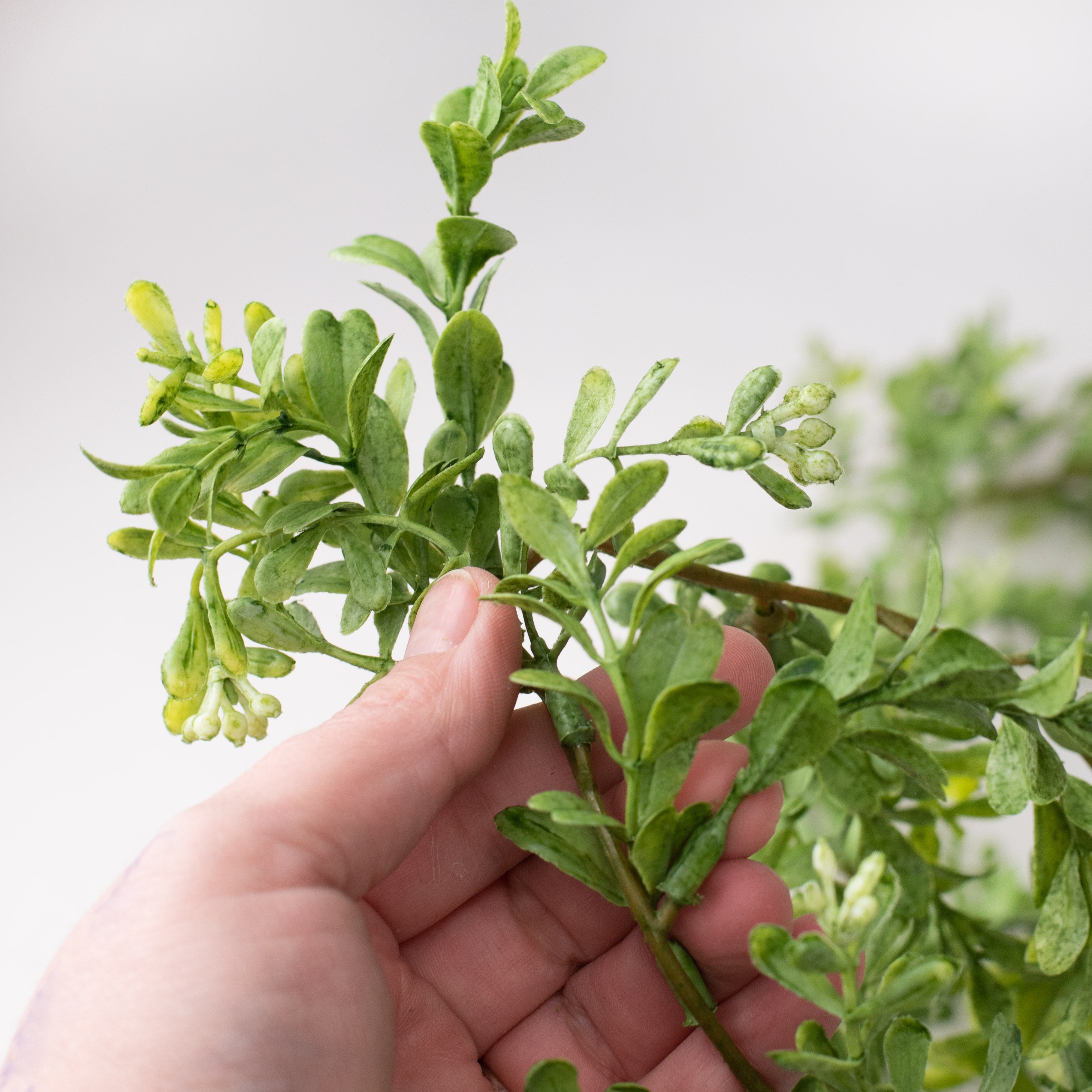 6' Boxwood Greenery Garland detail photo 3