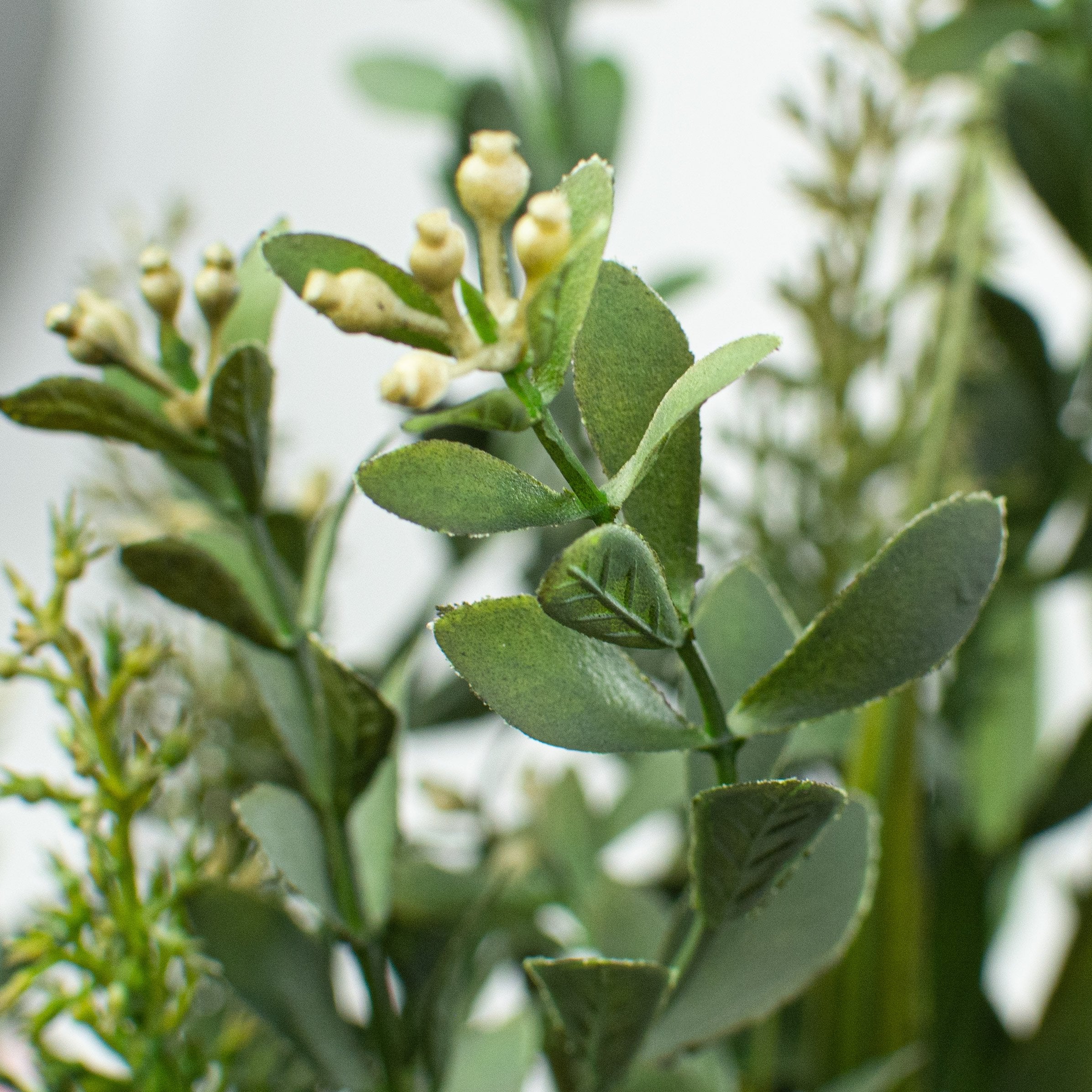 15" Boxwood Mixed Bush detail photo 4