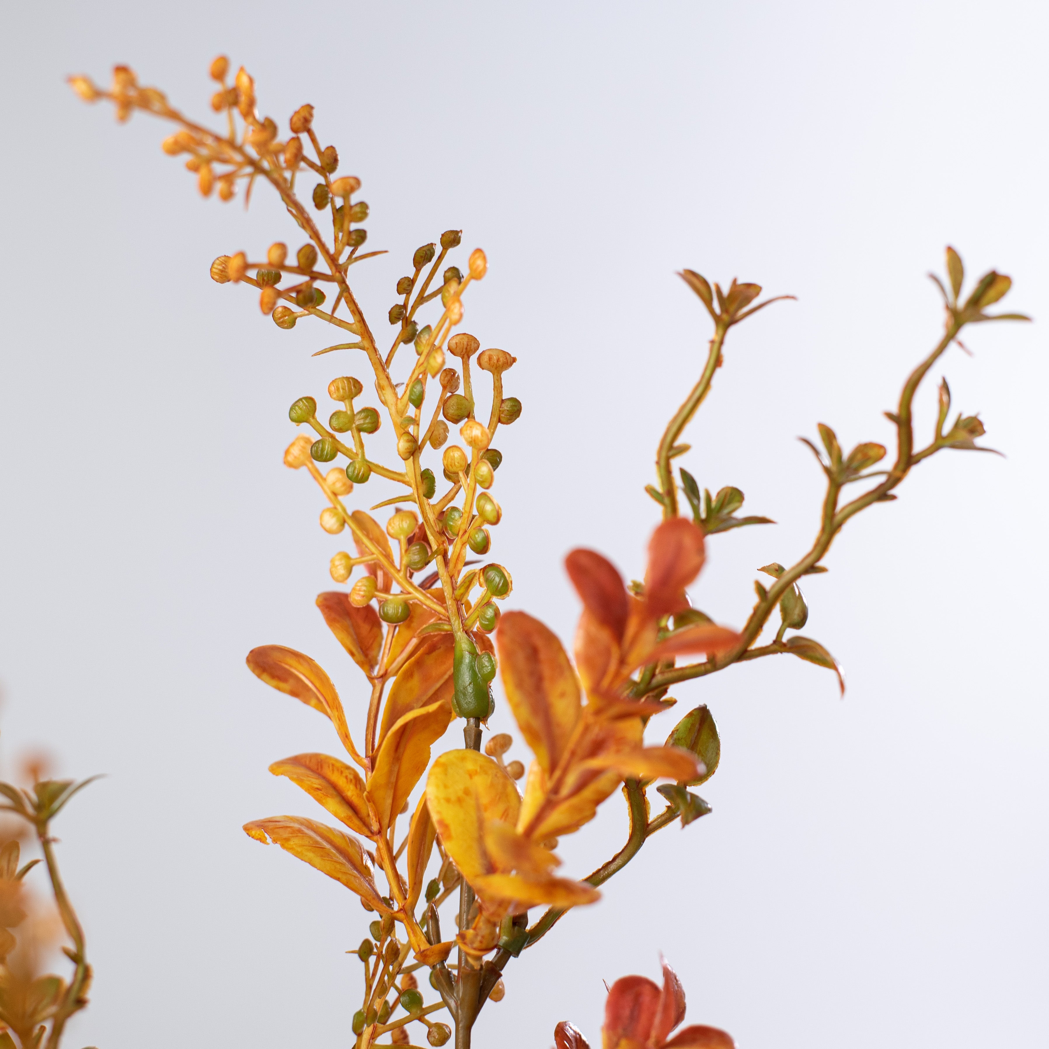 20" Boxwood Sedum Bush: Yellow & Brown detail photo 4