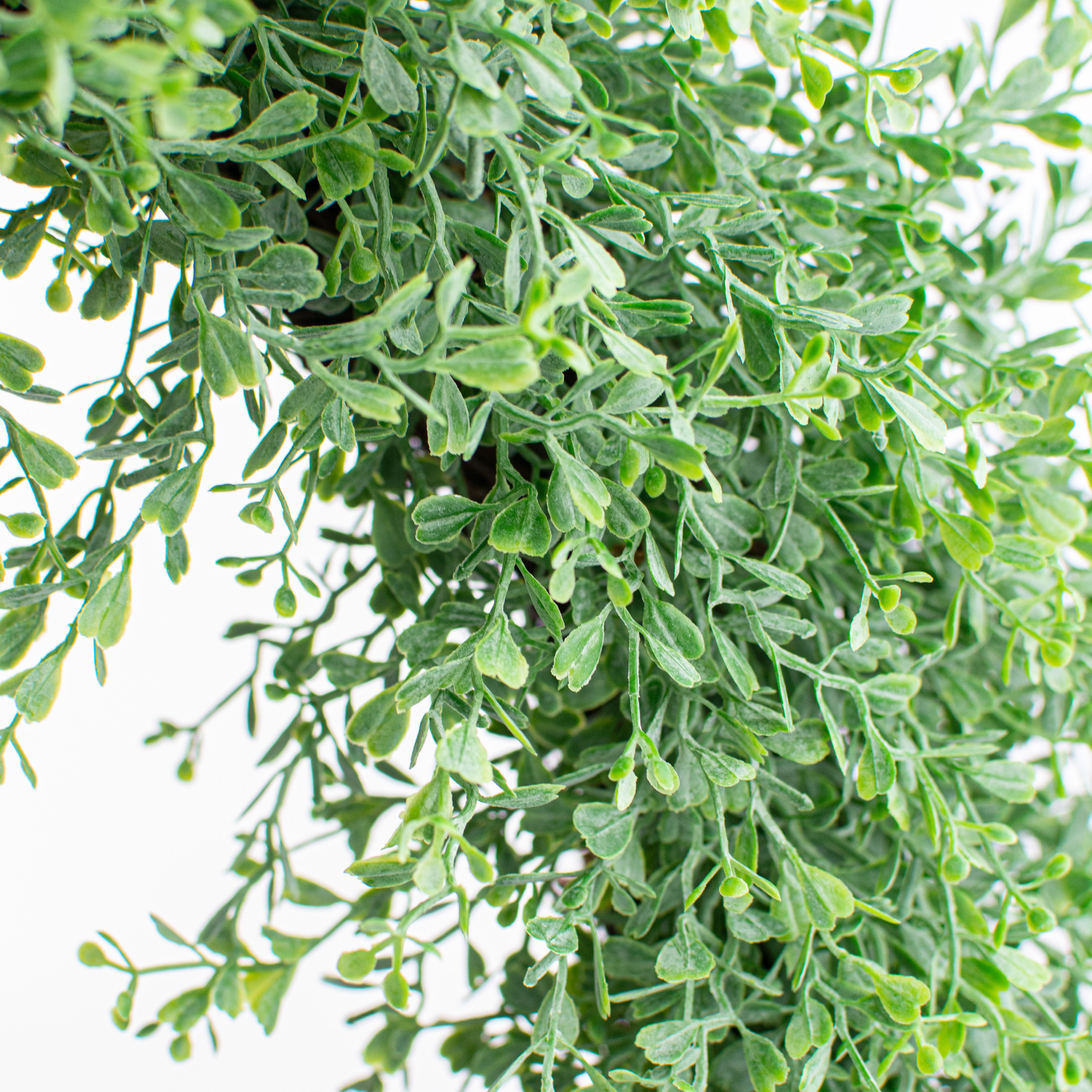22" Boxwood Wreath: Dusty Green detail photo 4