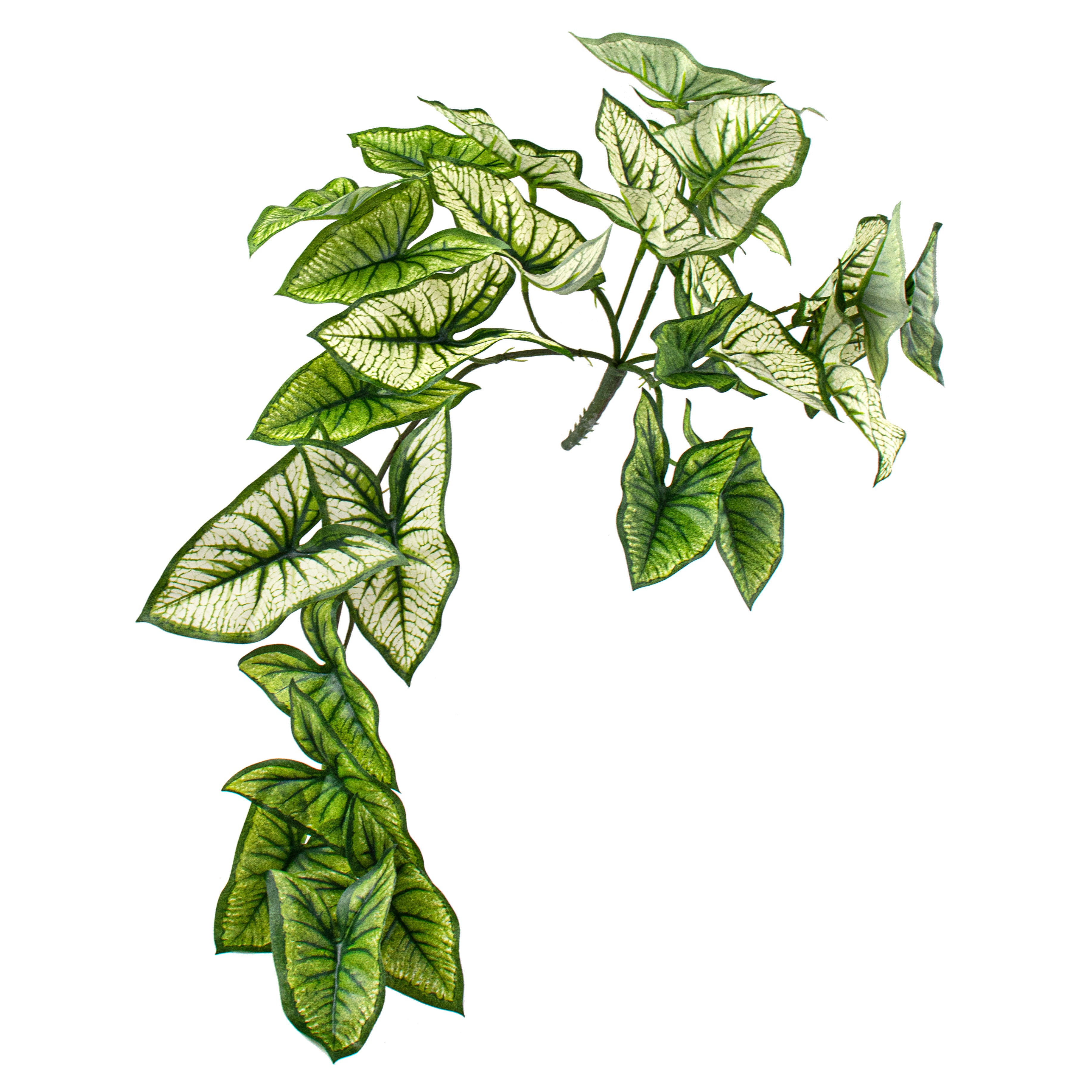 18" Caladium Hanging Bush Item Number: 147648