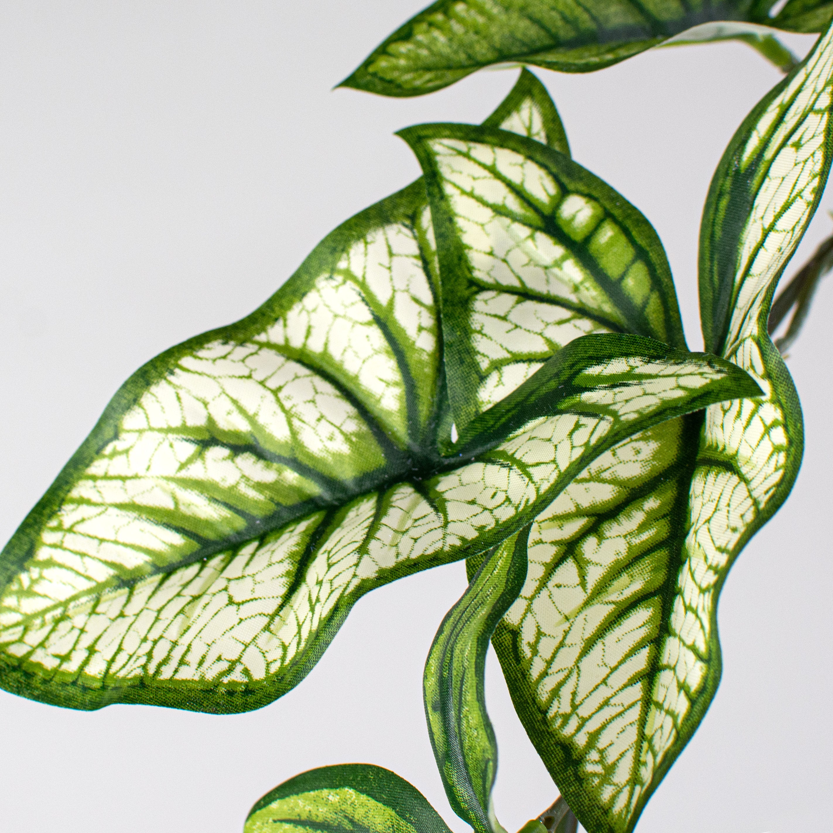 18" Caladium Hanging Bush Lifestyle Photo