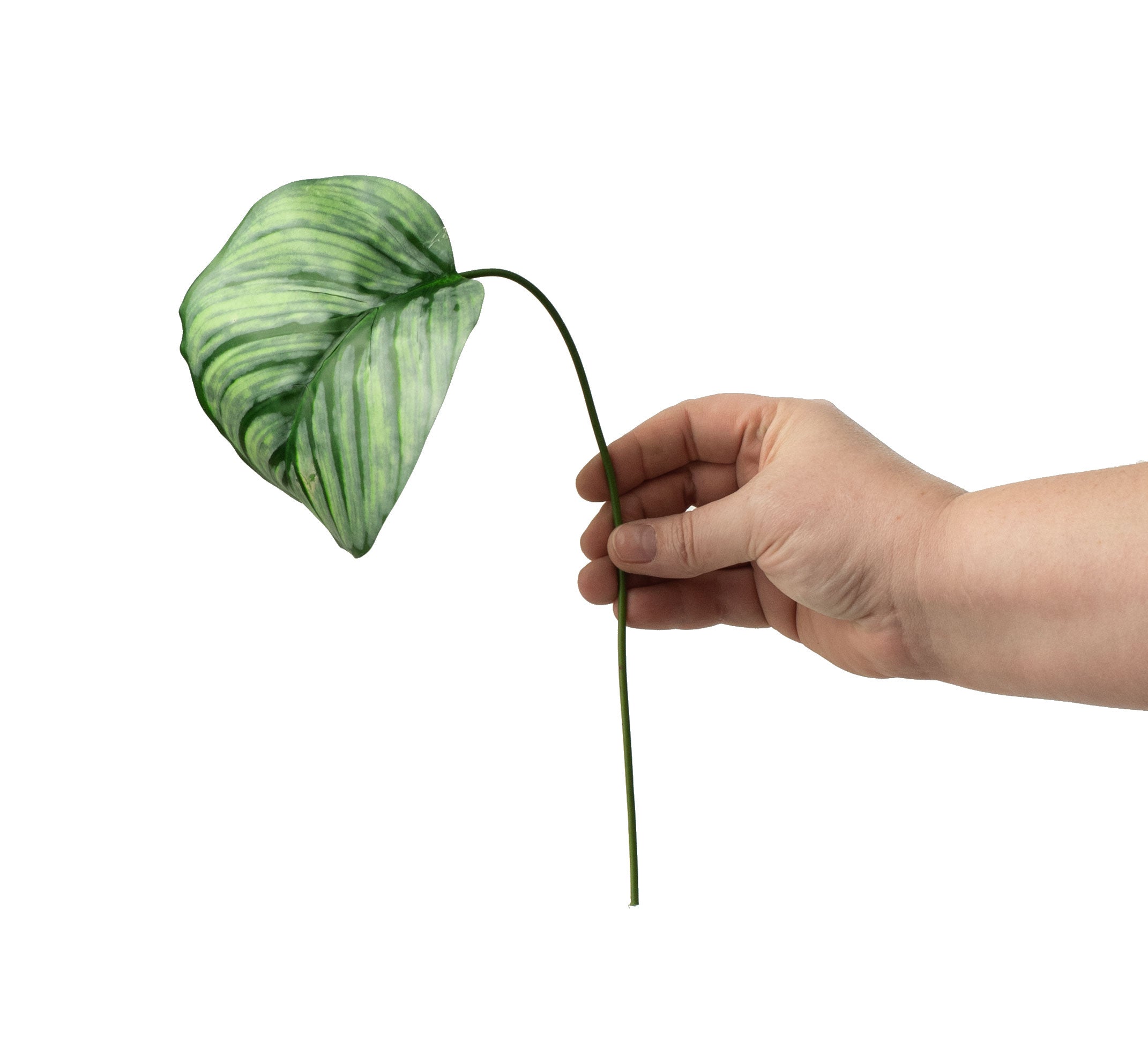 18" Calathea Houseplant Leaf Bundle detail photo 3