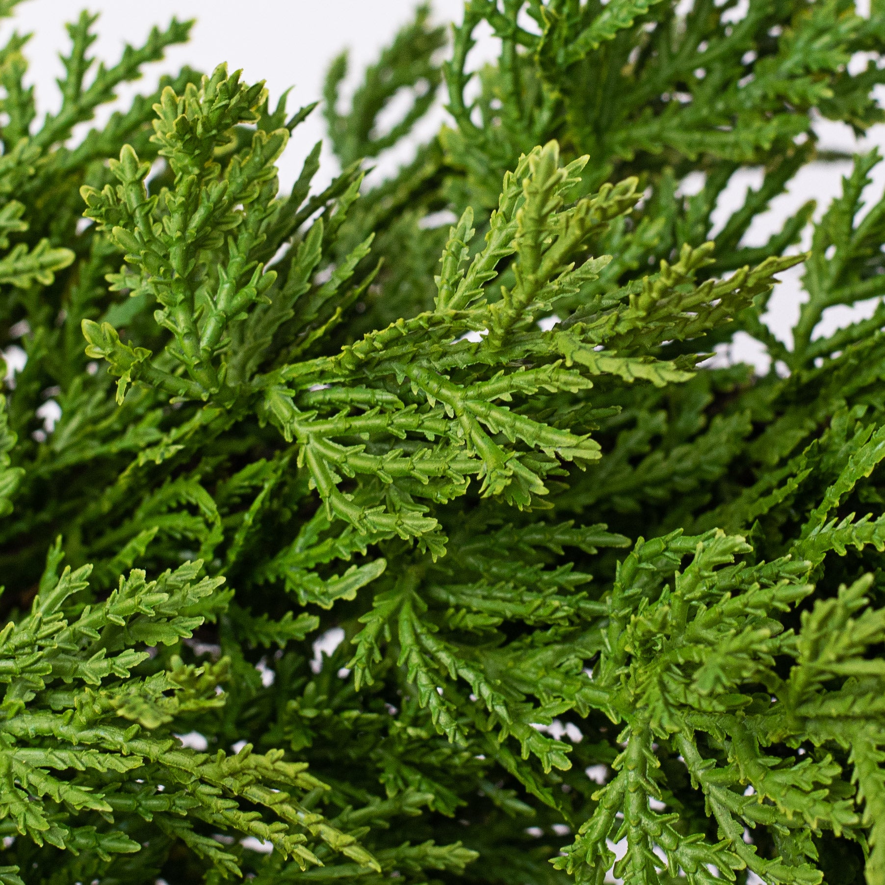13" Cedar Pine Wreath detail photo 4