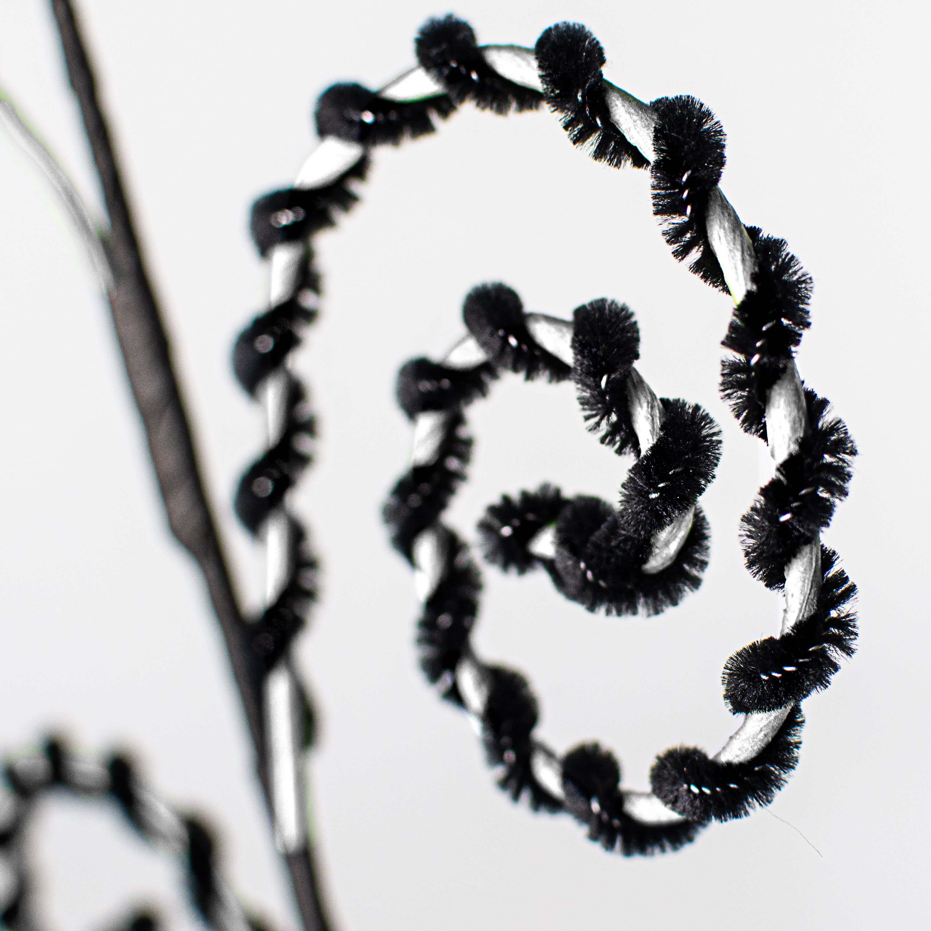 26" Chenille Curly Spray: White & Black Lifestyle Photo