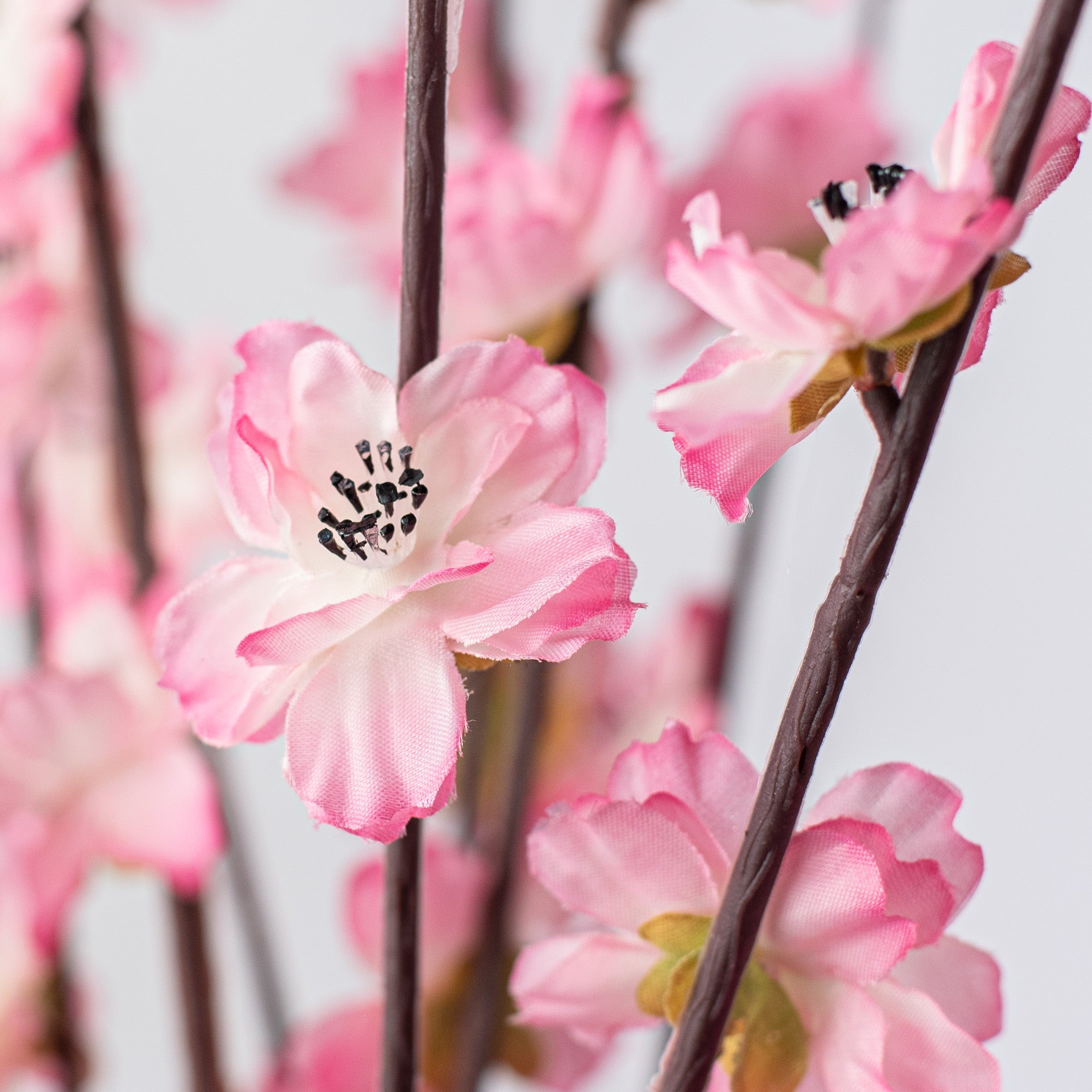 Cherry blossom 30
