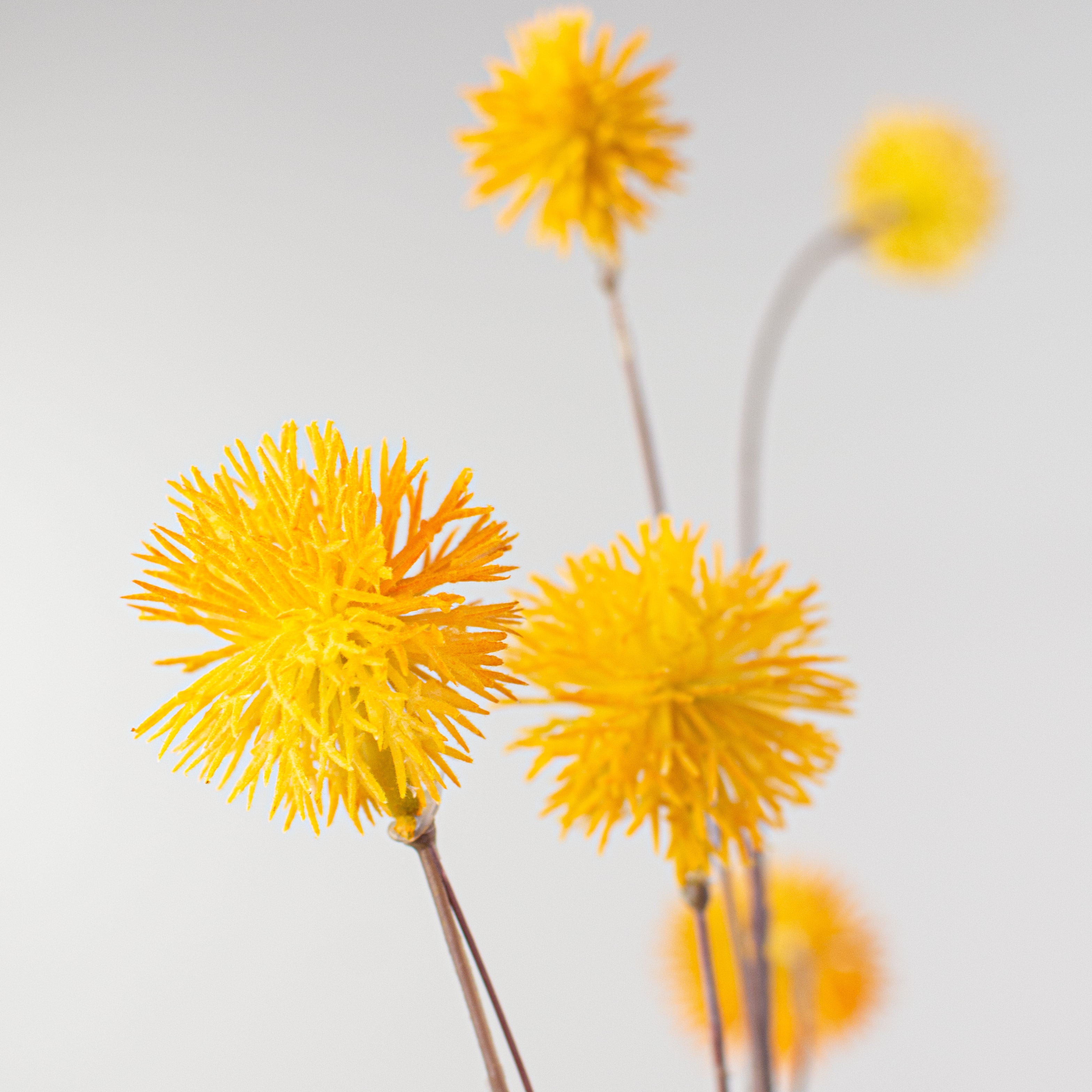 36" Chestnut Pom Pom Spray: Yellow Lifestyle Photo