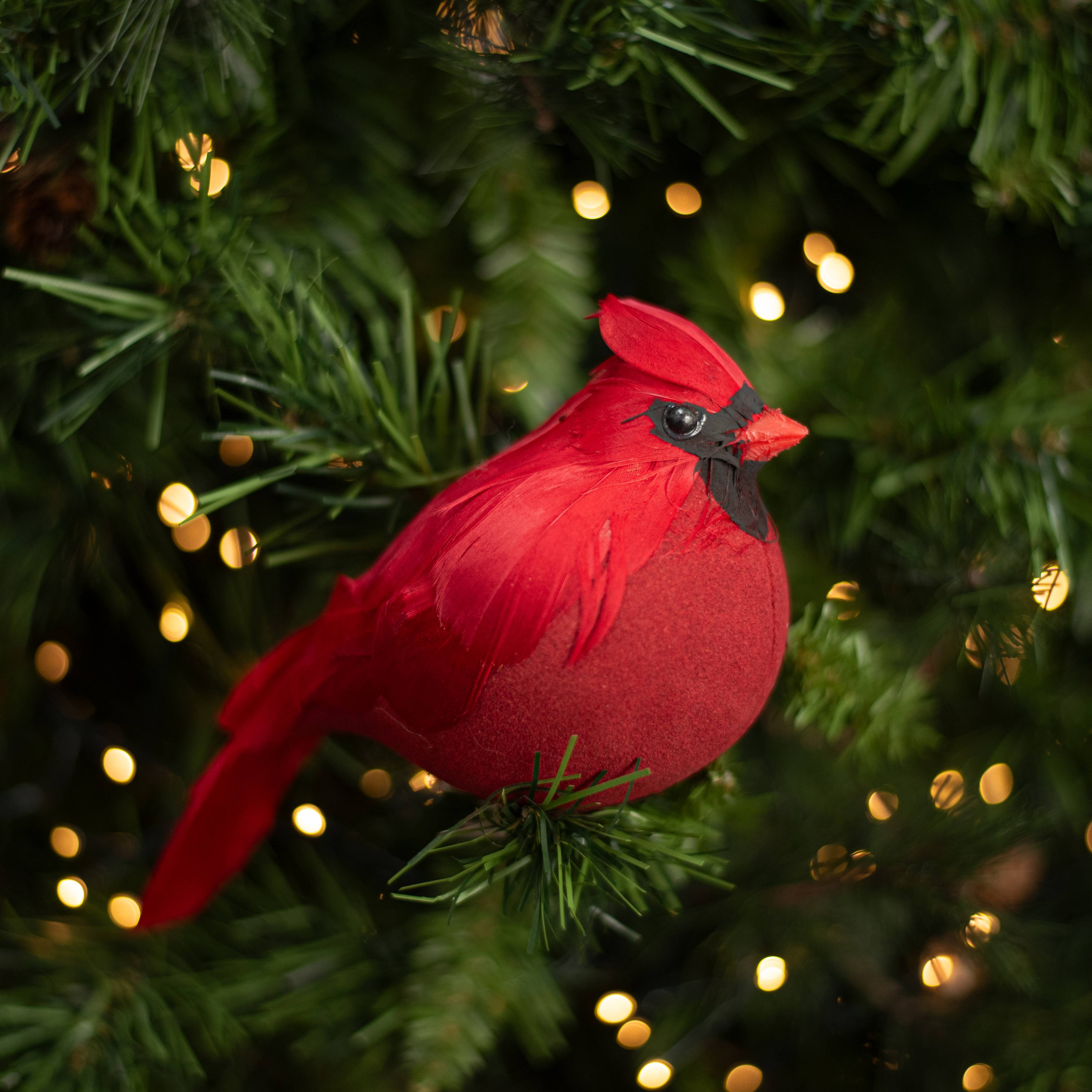 7" Chubby Feathered Cardinal with Clip Ornament Lifestyle Photo
