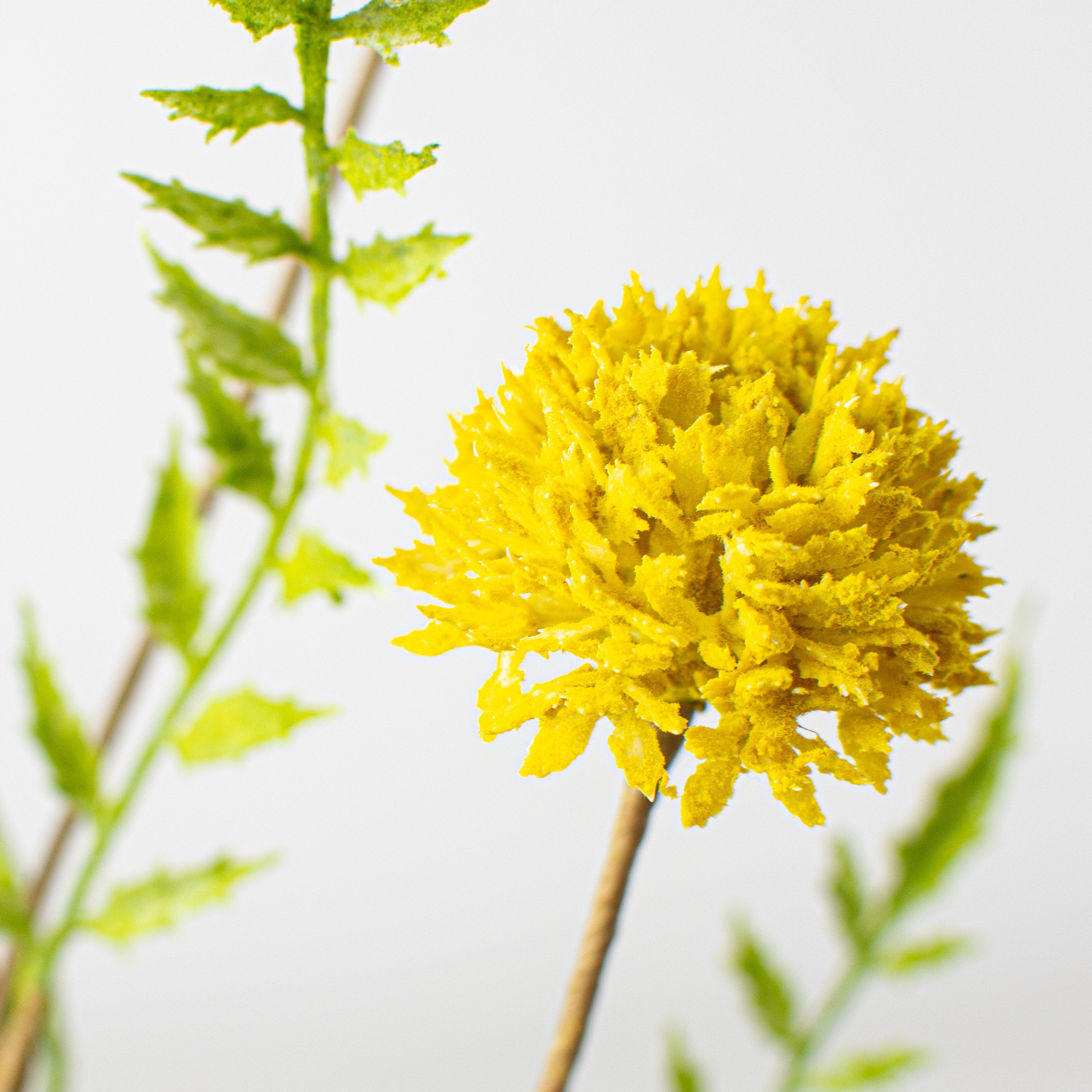 28" Clover Stem: Yellow Lifestyle Photo