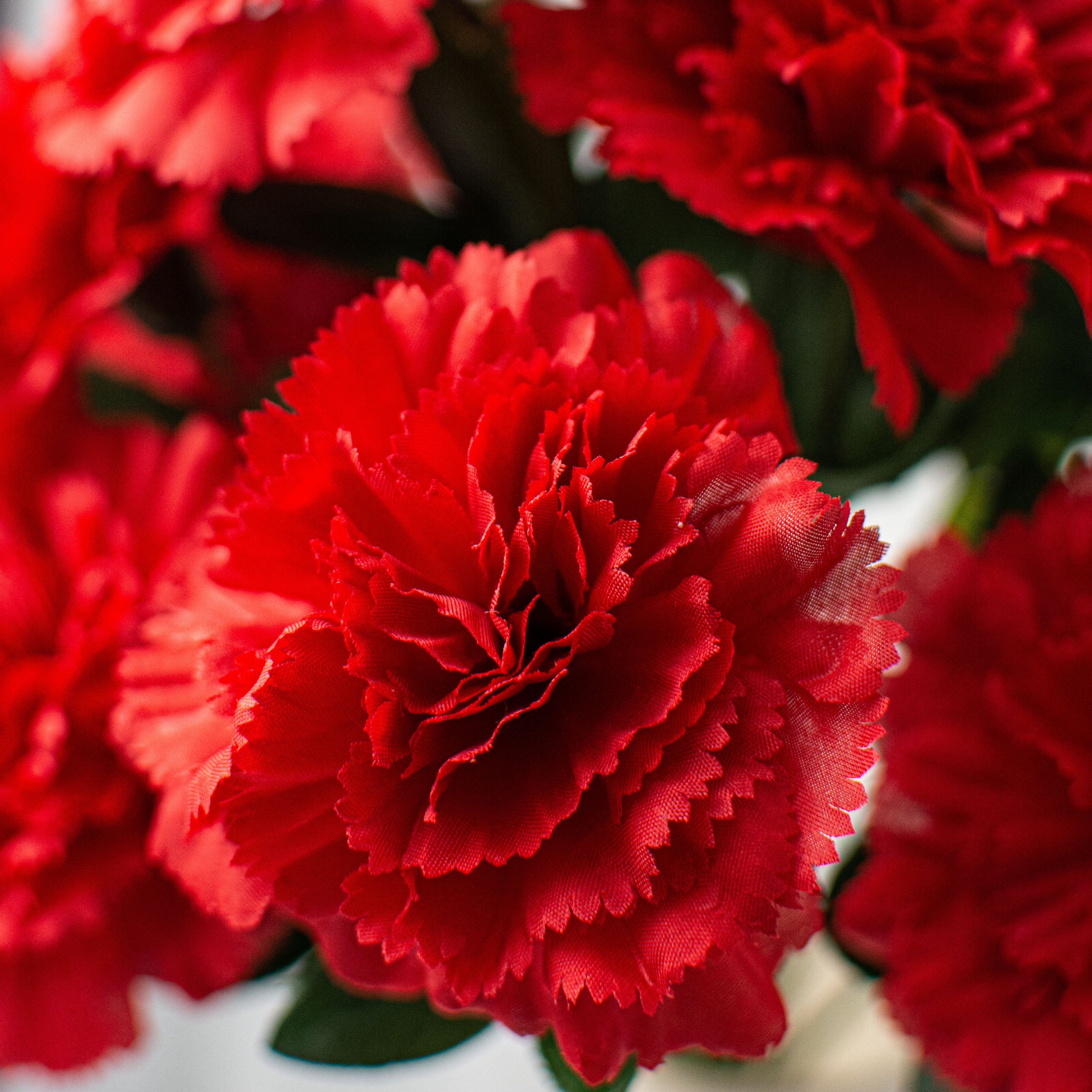 17" Colorfast Carnation Bush: Red Lifestyle Photo