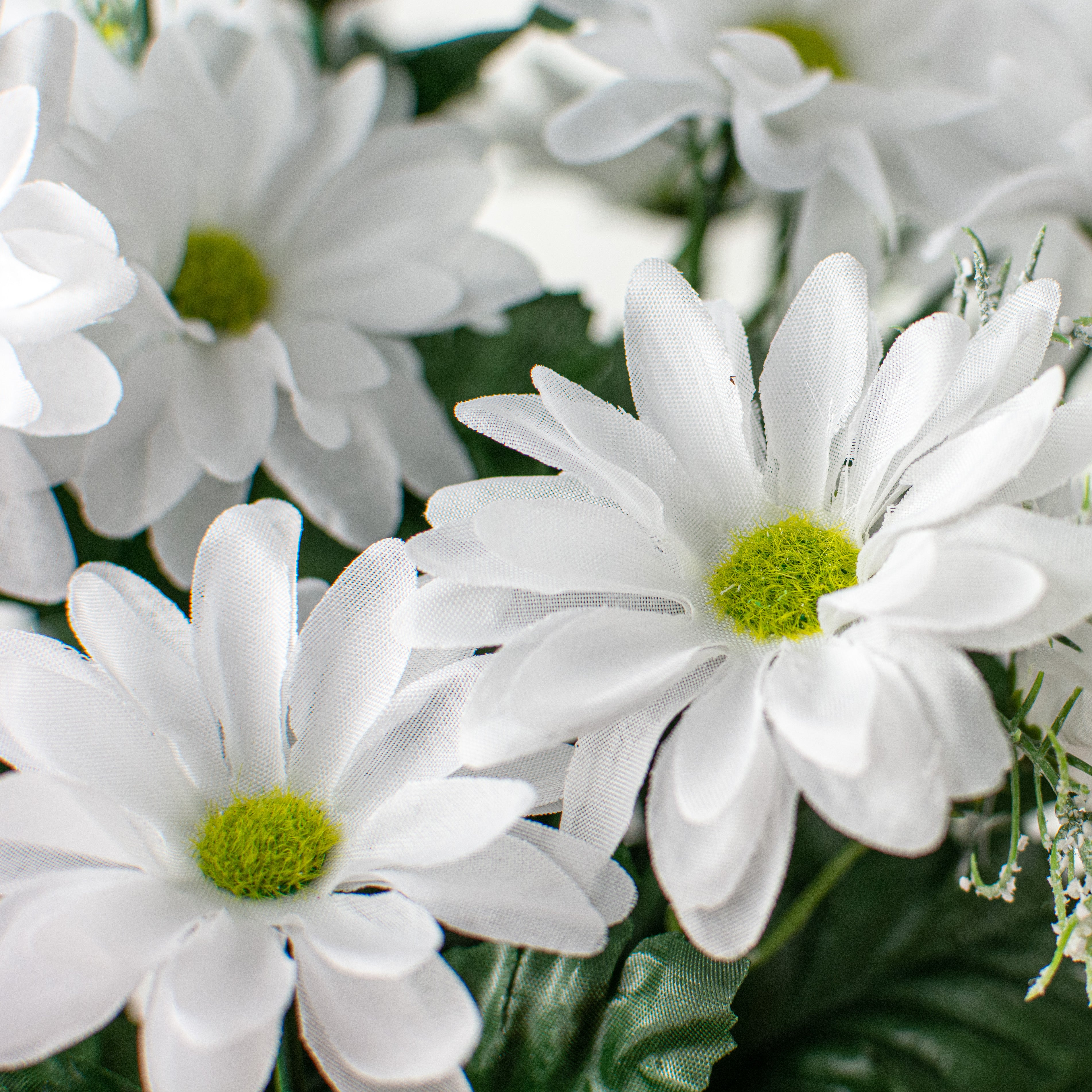 17" Colorfast Daisy Mix Bush: White Lifestyle Photo