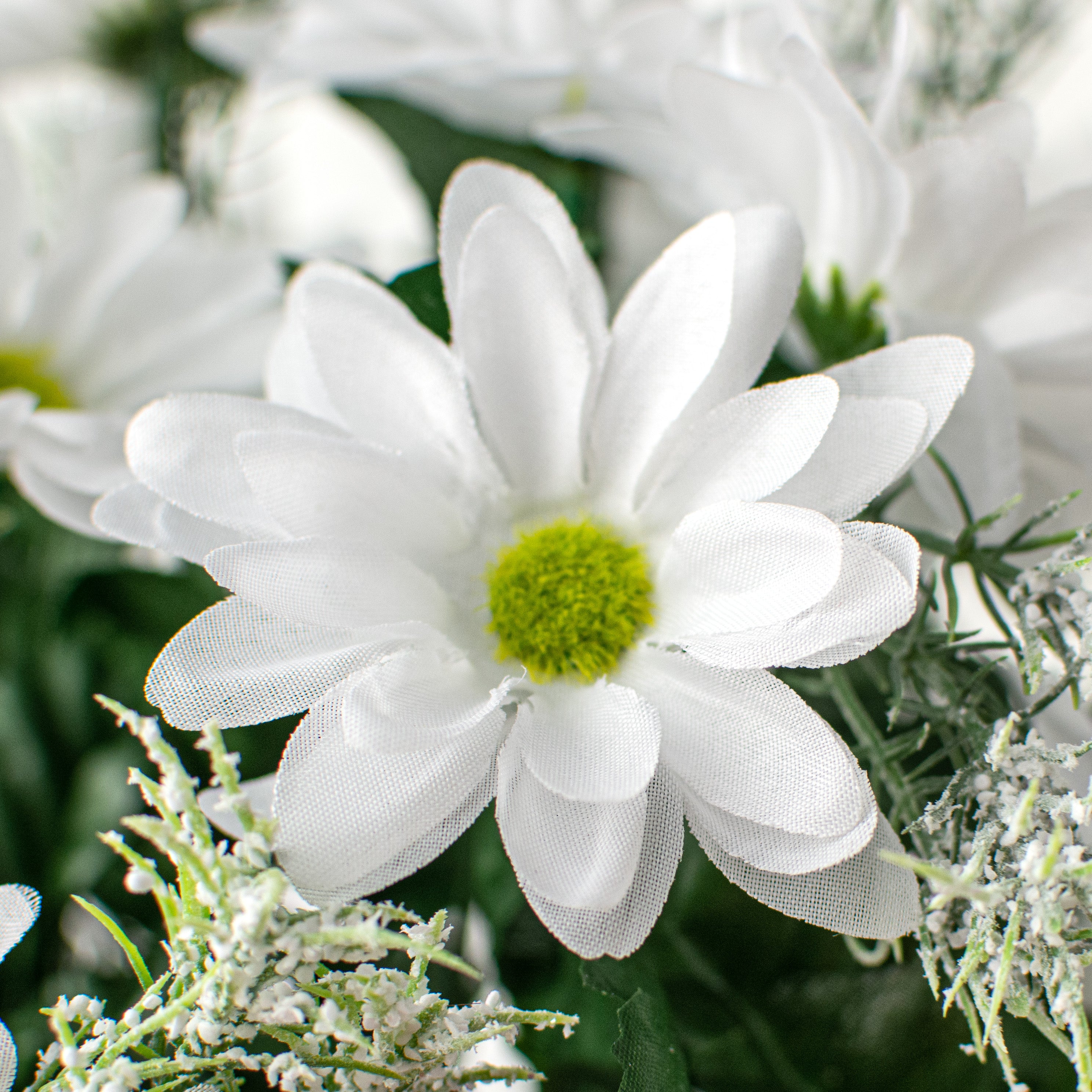17" Colorfast Daisy Mix Bush: White detail photo 4